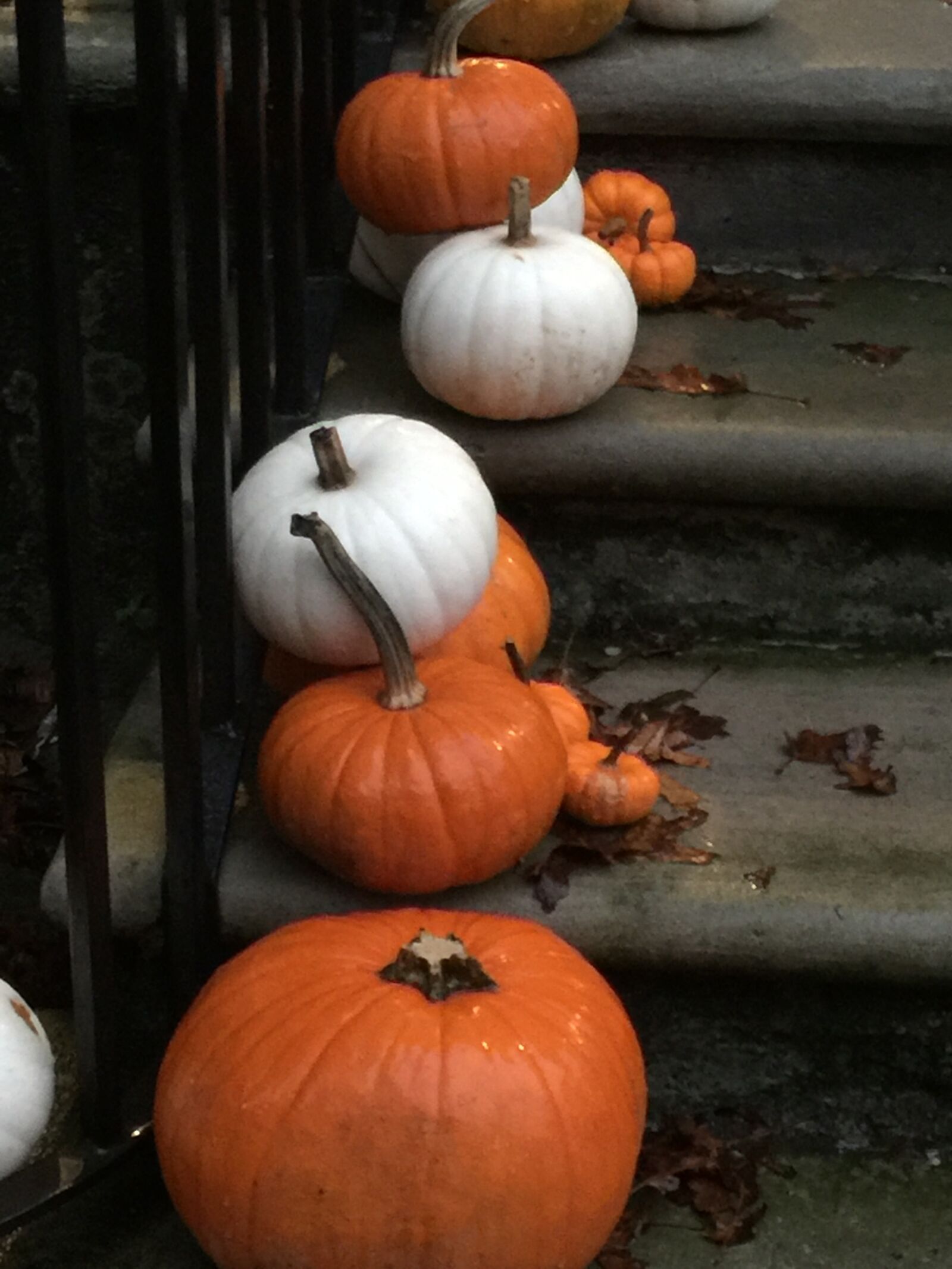 iPhone 6 Plus back camera 4.15mm f/2.2 sample photo. Autumn, autumn, colours, autumn photography