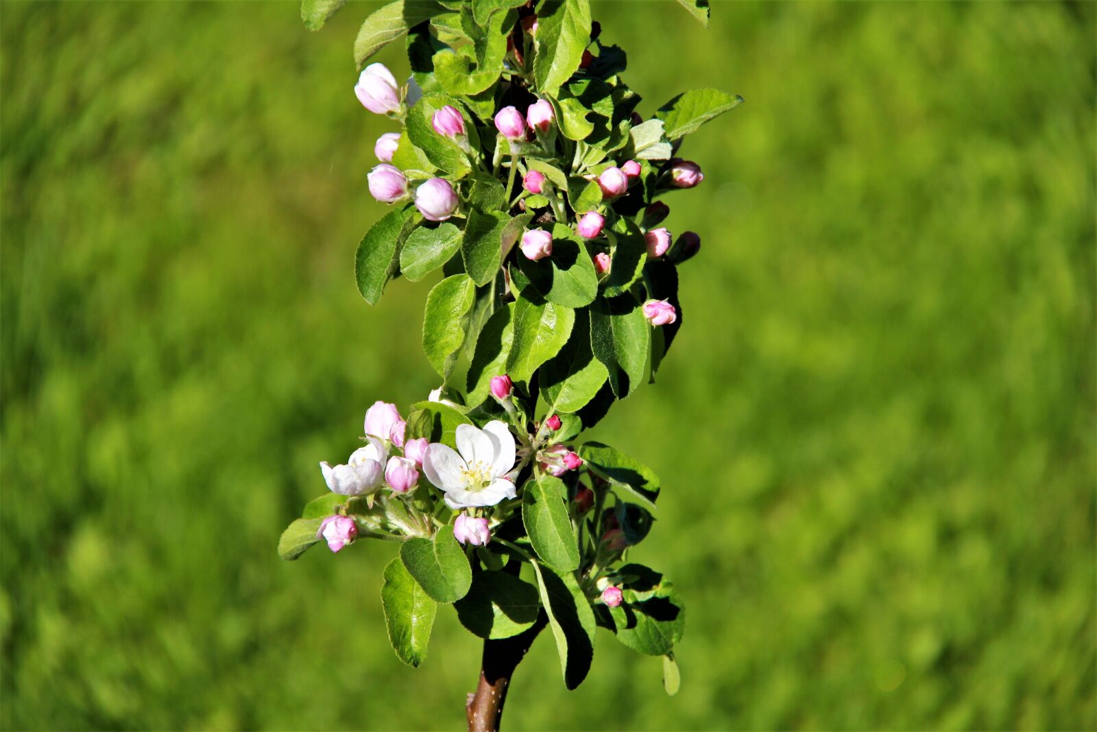Canon EOS 550D (EOS Rebel T2i / EOS Kiss X4) sample photo. Spring, bloom, nature photography