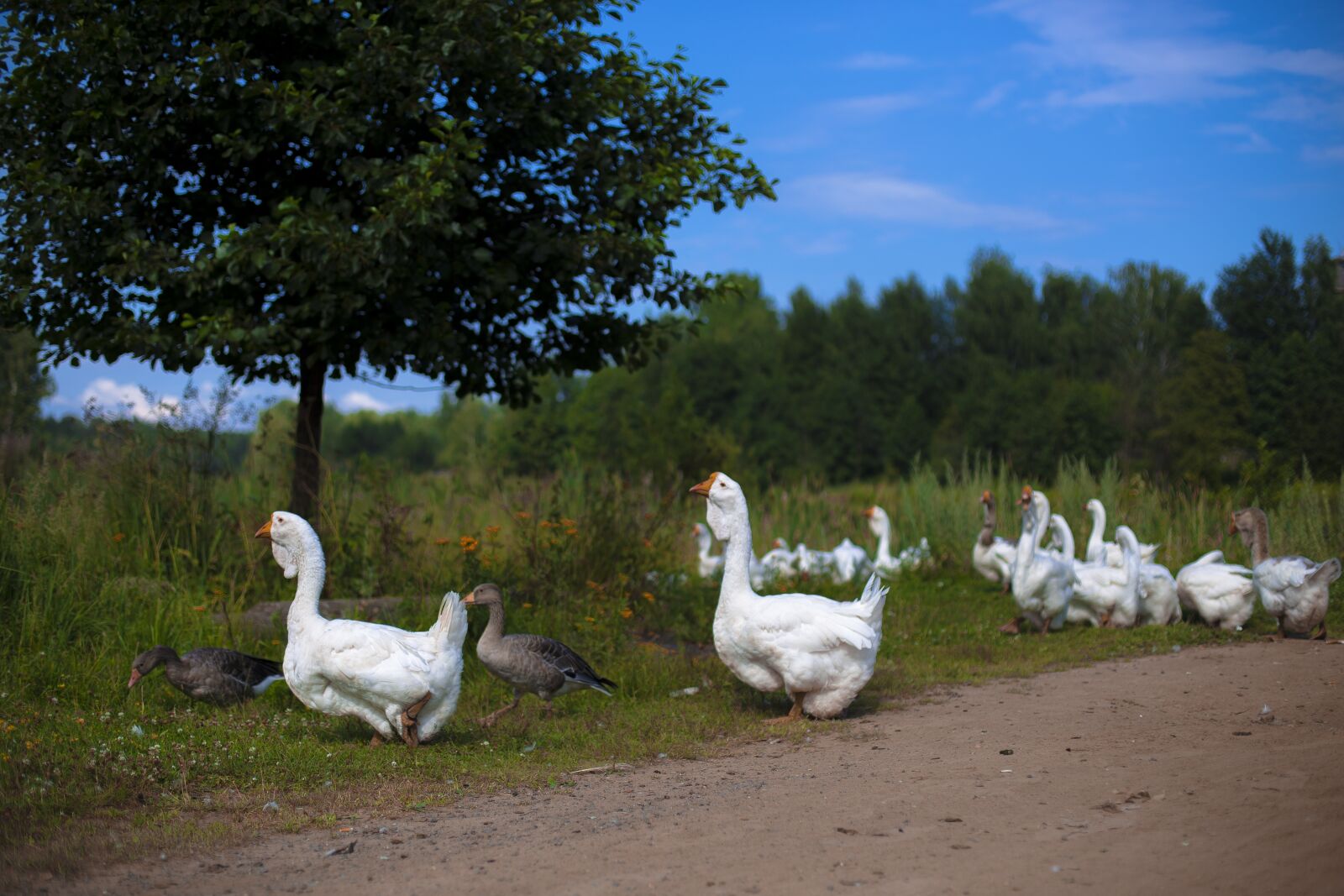 Canon EOS 6D + Canon EF 50mm F1.4 USM sample photo. Nature, bird, lake photography