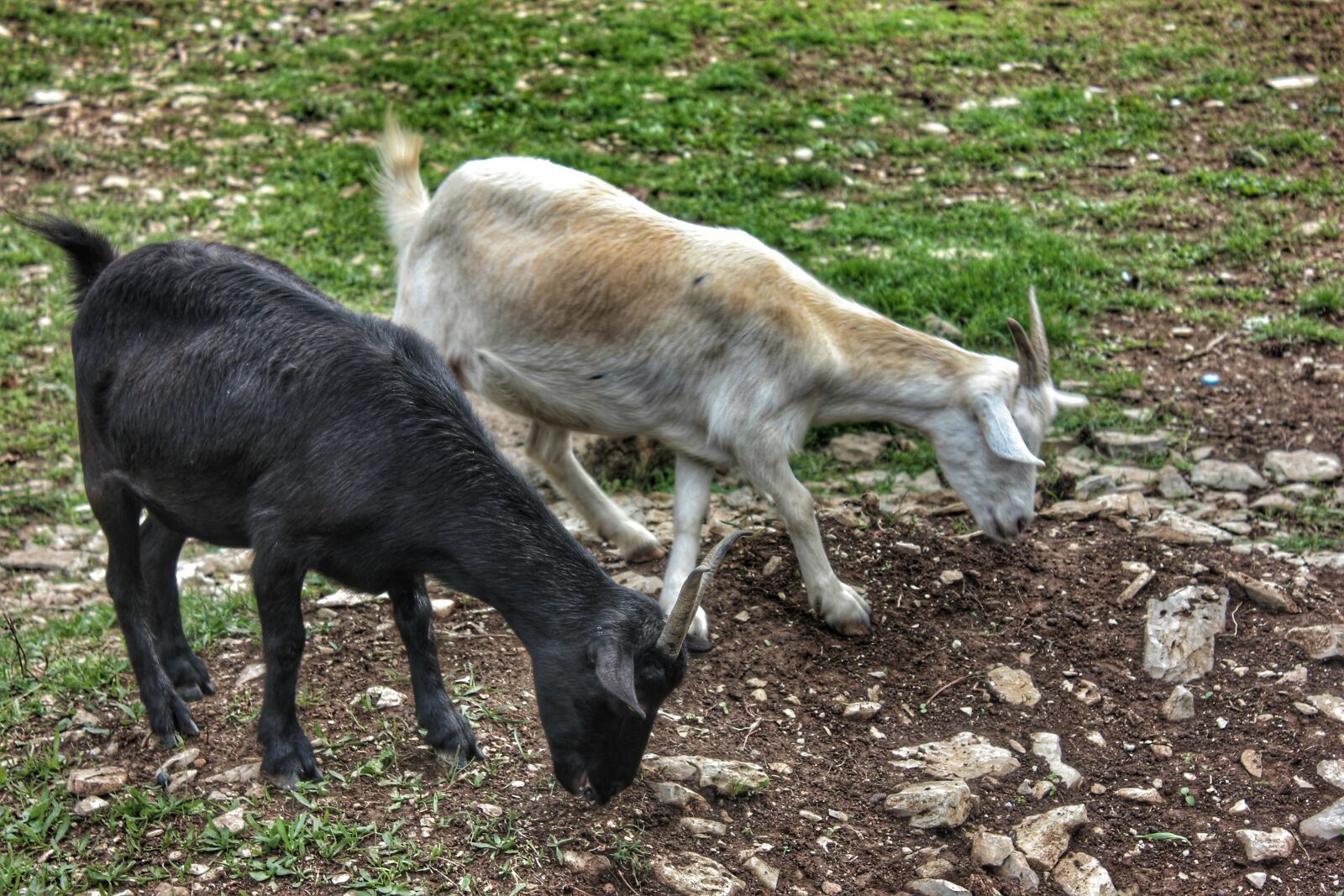 Canon EOS 600D (Rebel EOS T3i / EOS Kiss X5) sample photo. Goat, animal, horn photography