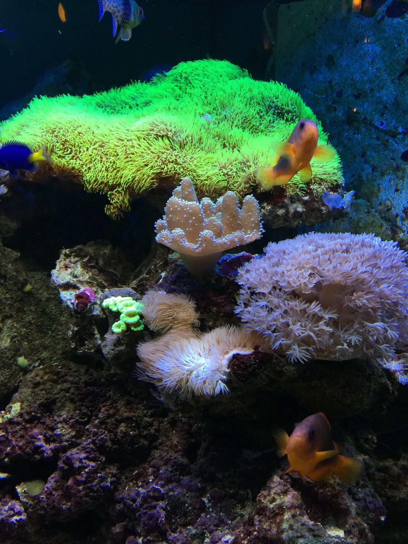 iPhone 6 Plus back camera 4.15mm f/2.2 sample photo. Fish, water, aquarium photography