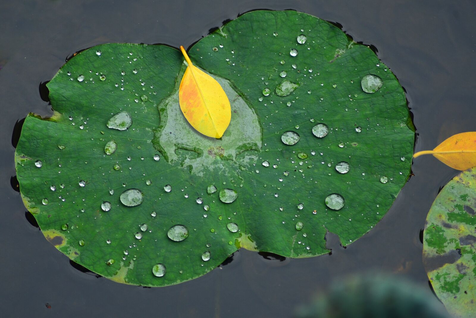 Nikon D750 sample photo. Lotus leaf, pool, lake photography