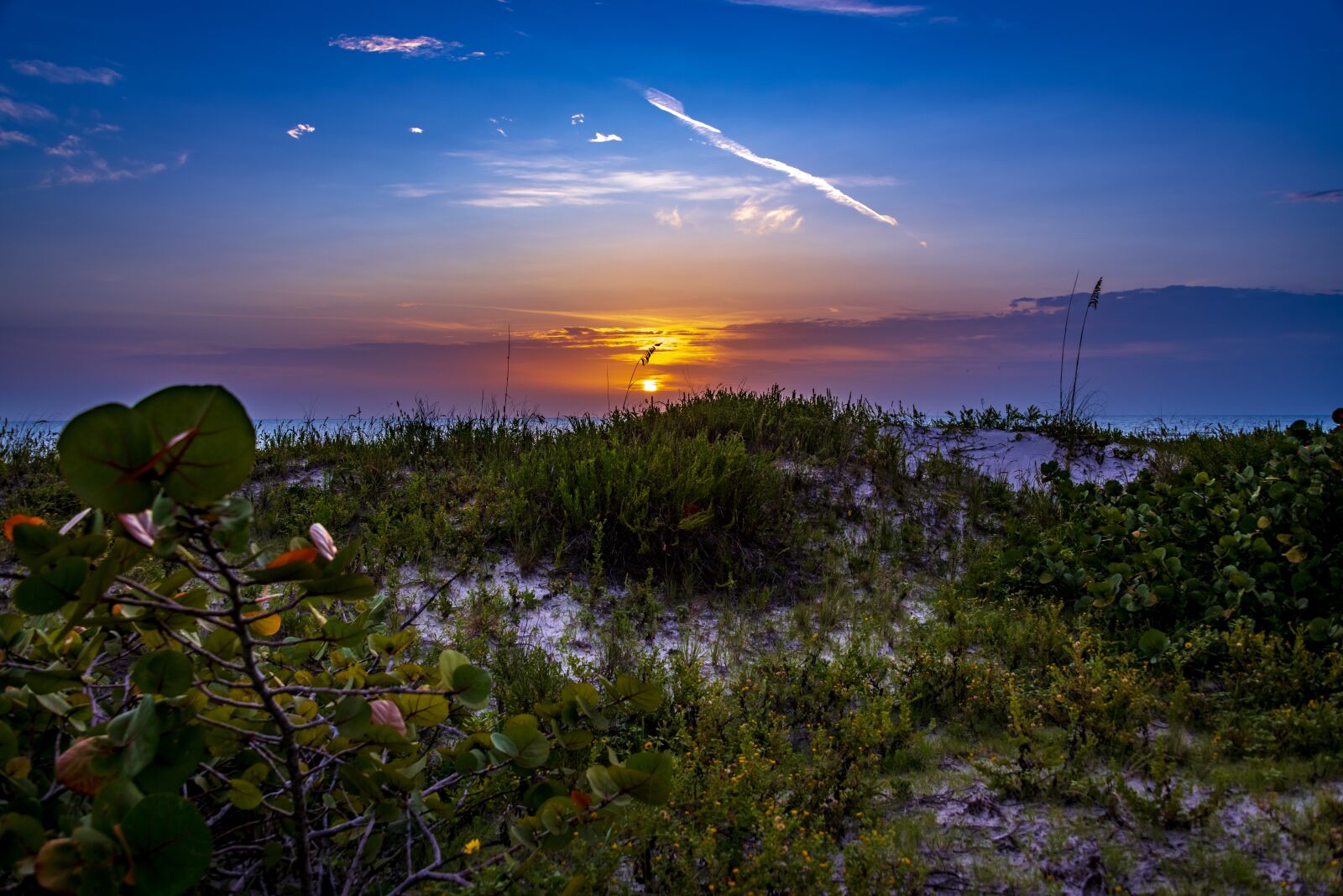 Nikon D850 sample photo. Beach, sand, plants photography