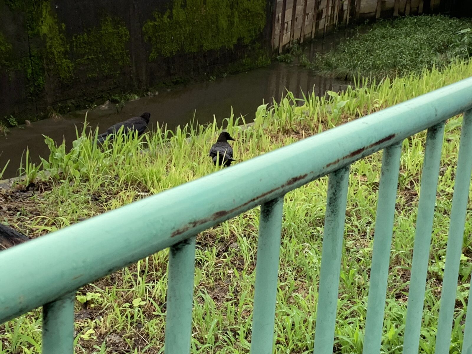 Apple iPhone XR sample photo. Bird, crow, railing photography