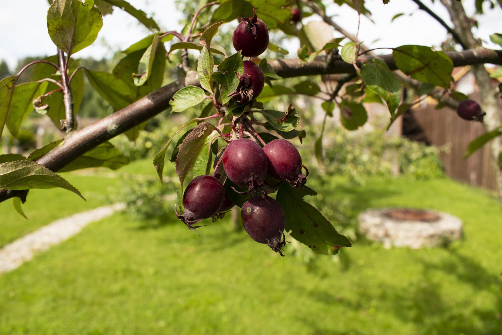 Nikon D3500 sample photo. Apple, paradise apple, garden photography