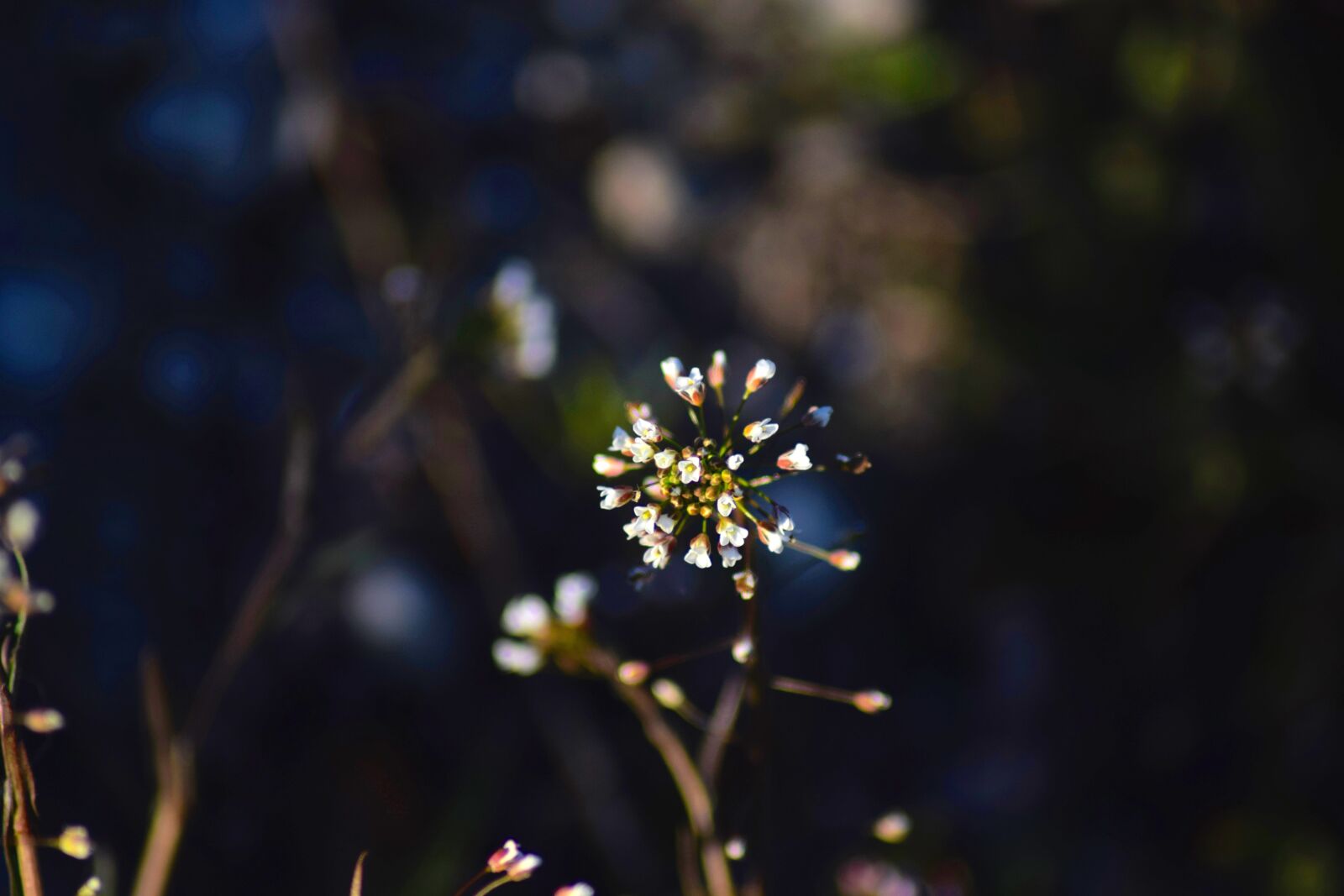 Nikon D3300 sample photo. Macro, plant, nature photography