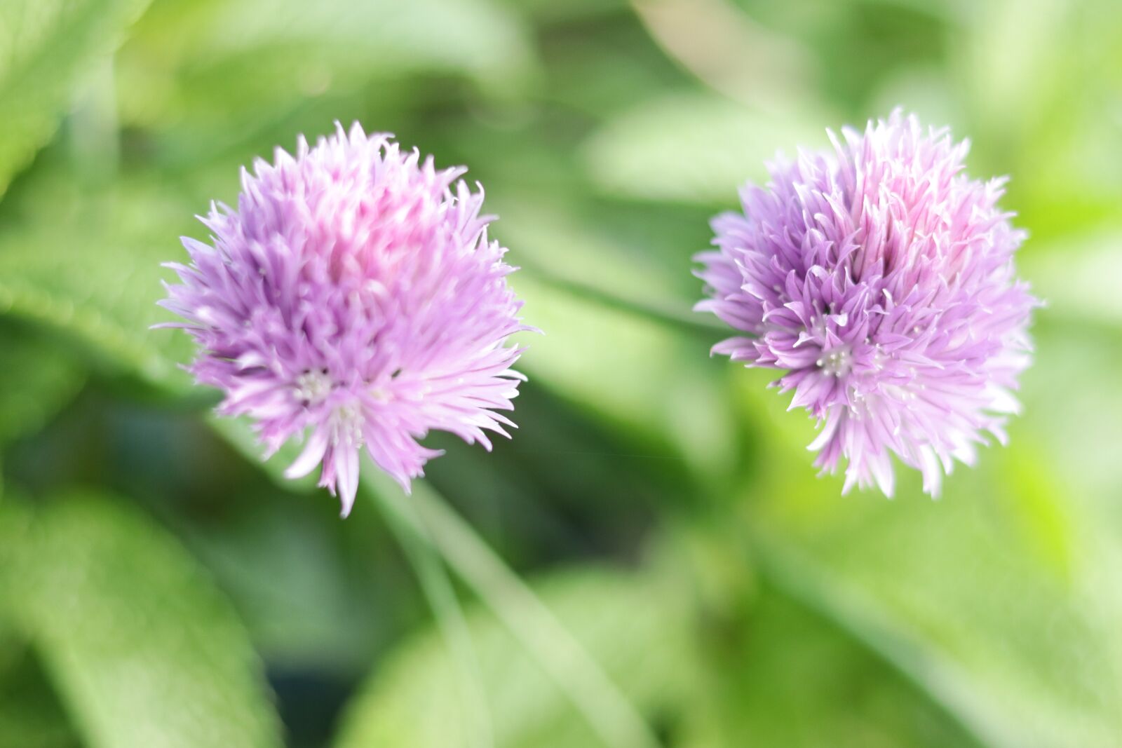 Canon EF 50mm F1.8 STM sample photo. Garlic, flowers, purple photography