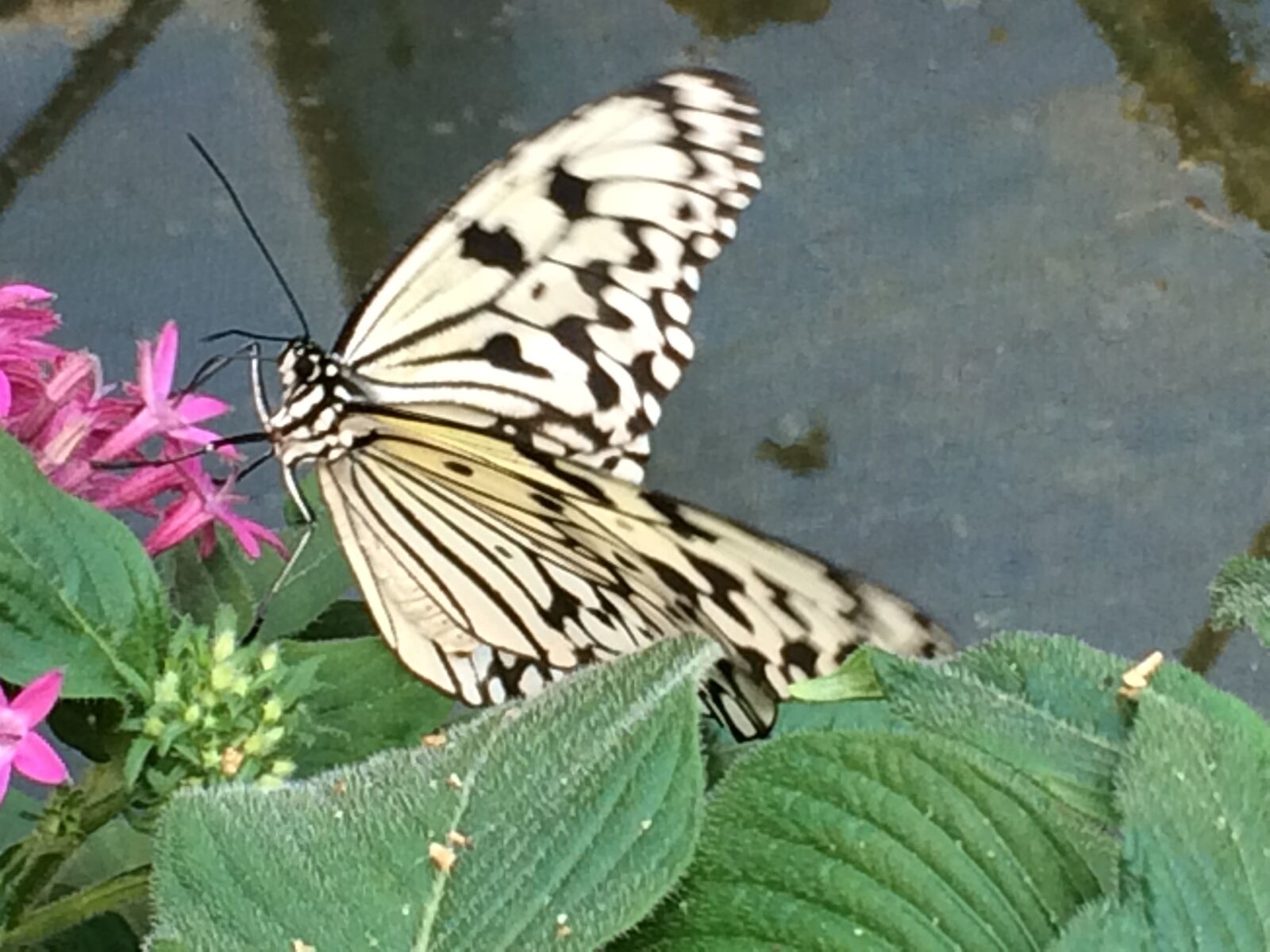 iPhone 5s back camera 4.15mm f/2.2 sample photo. Schmetterling, wei e baumnymphe photography
