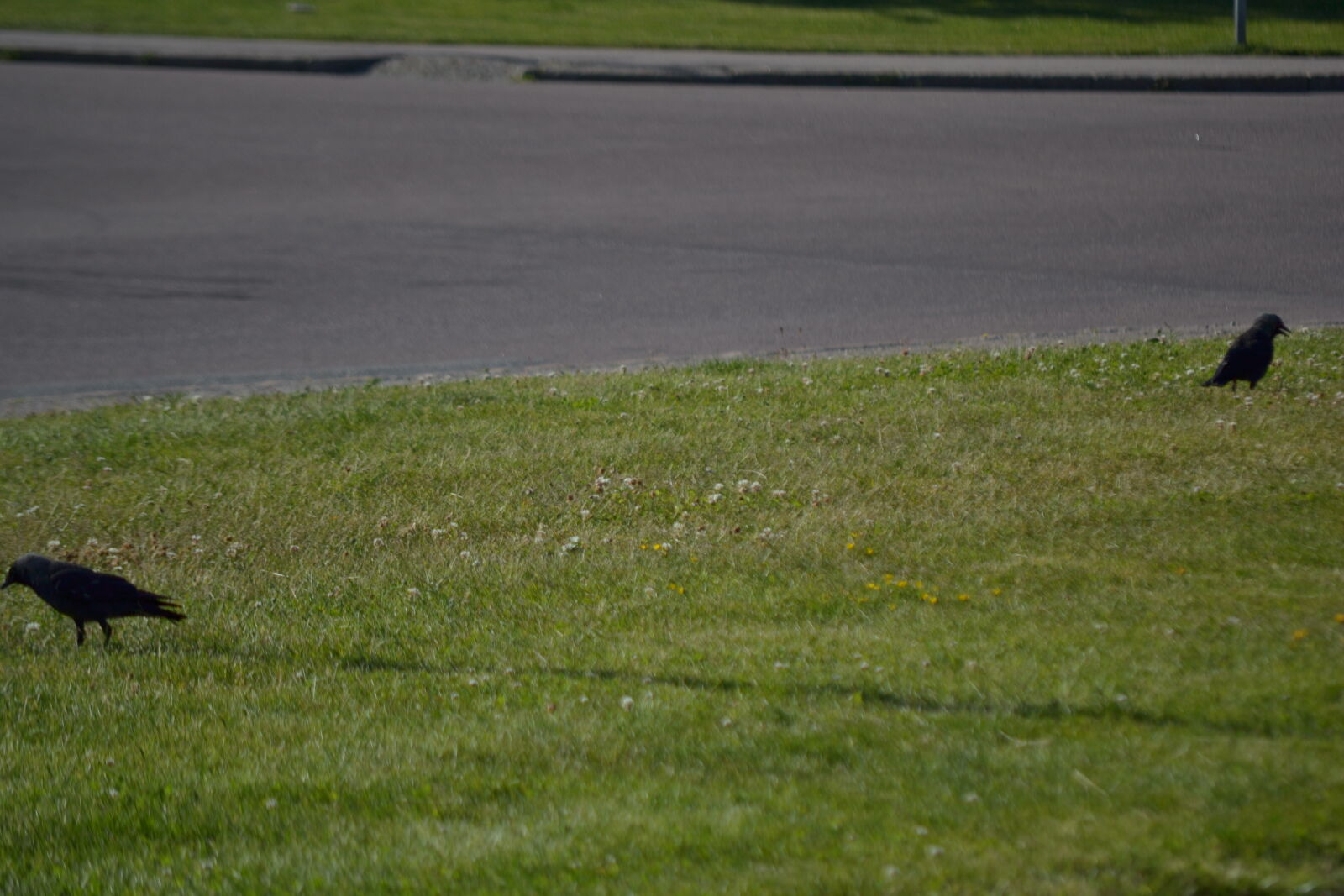Nikon D3100 sample photo