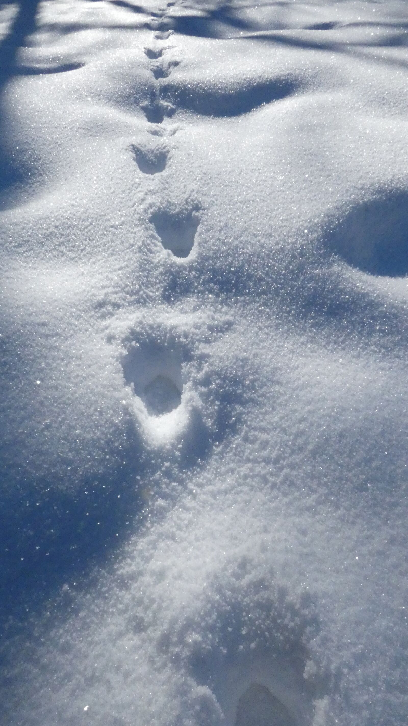 Panasonic DC-FZ83 sample photo. Footsteps, snow, texture photography