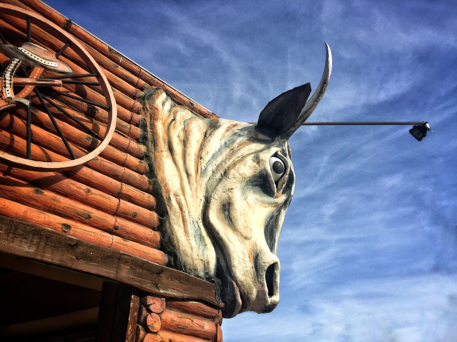 Apple iPhone 6 sample photo. Bull, bull, s, eye photography