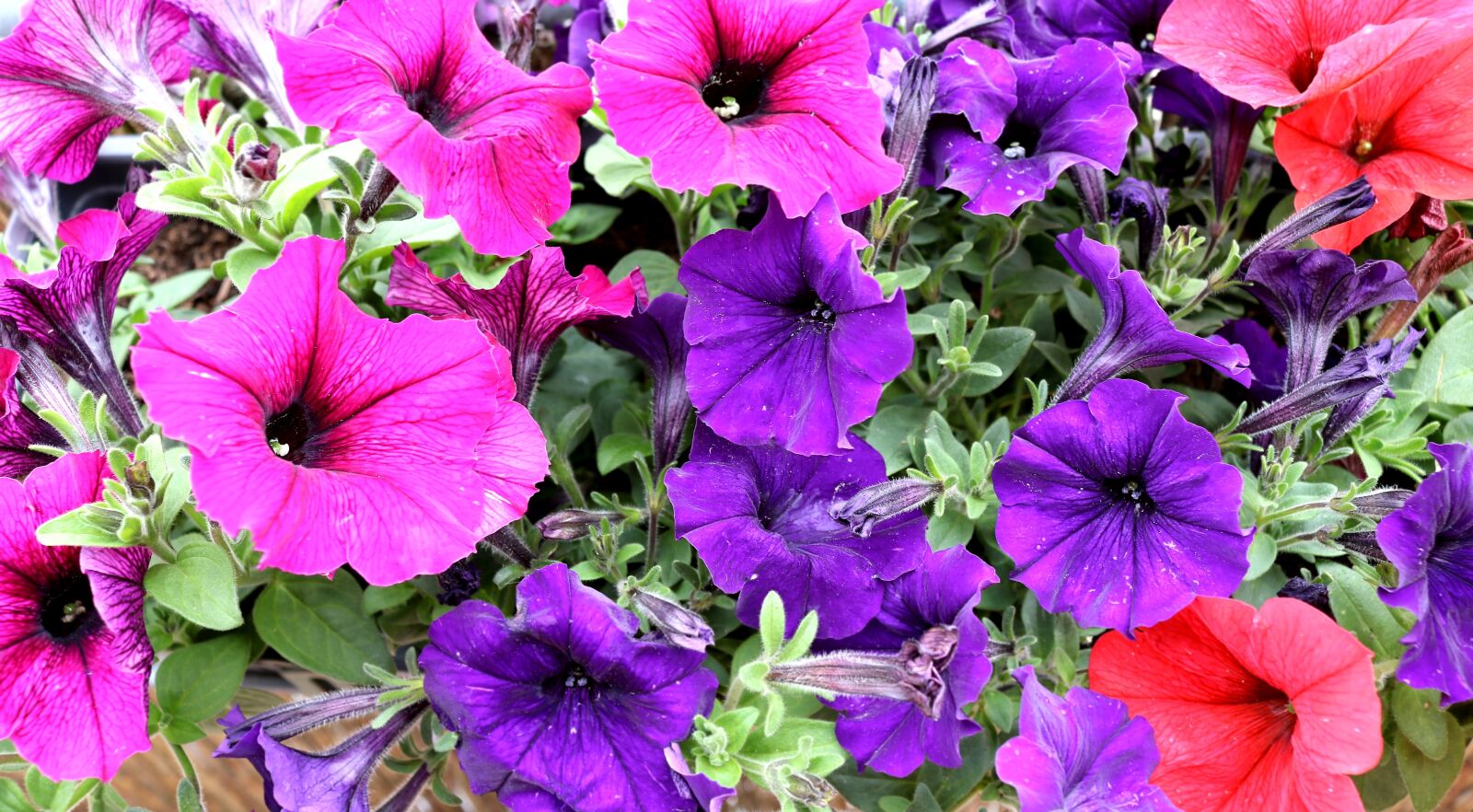 Canon EOS 750D (EOS Rebel T6i / EOS Kiss X8i) sample photo. Flowers, summer, garden photography