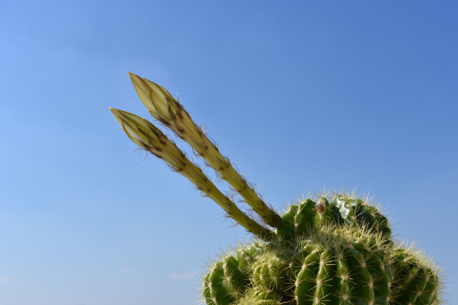 Nikon D3400 sample photo. Cactus, bloom, flowers photography