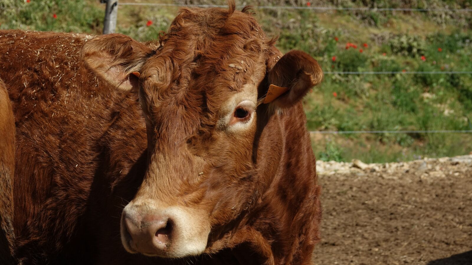 Sony Cyber-shot DSC-RX10 III sample photo. Heifer, cow photography