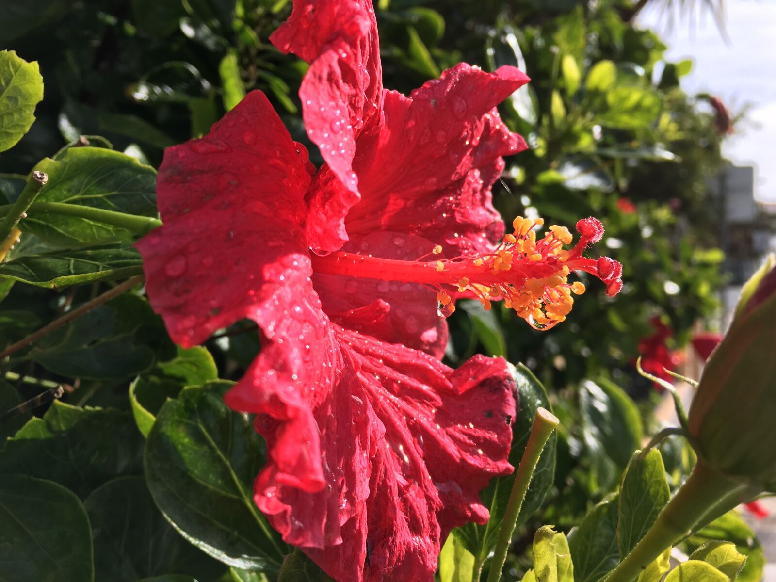 Apple iPhone 6s Plus sample photo. Hibiscus, flower, flowers photography