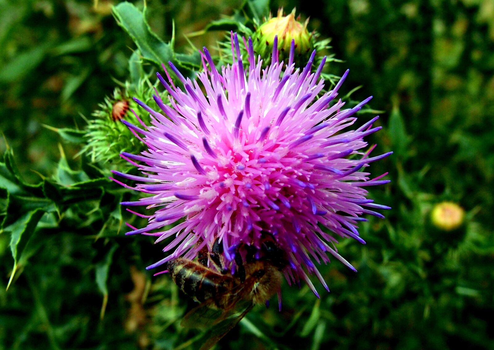 Olympus XZ-1 sample photo. Flower, thistle, pink photography