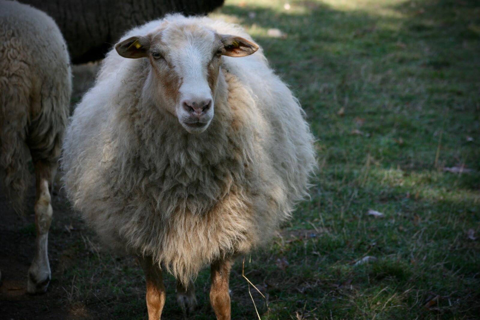 Canon EOS 400D (EOS Digital Rebel XTi / EOS Kiss Digital X) sample photo. Sheep, livestock, wool photography