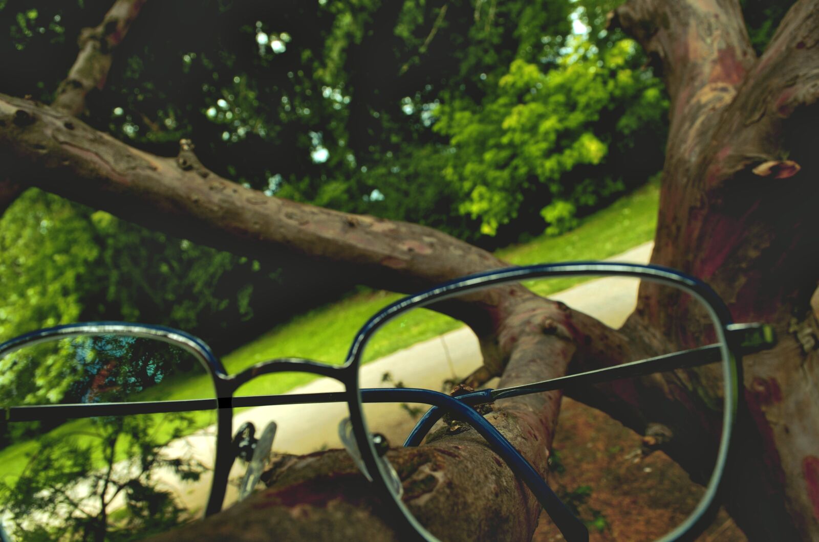 Nikon D5100 sample photo. Igpost09072020, glasses, forest photography