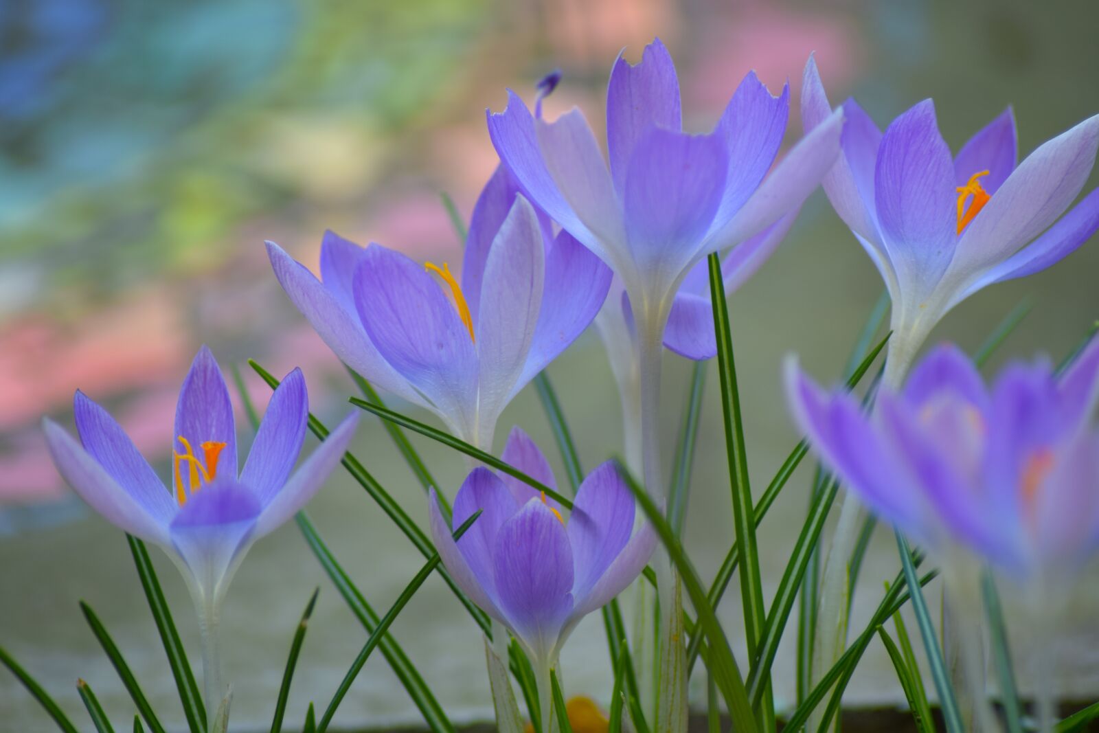 Nikon D5300 sample photo. Spring, early bloomer, nature photography