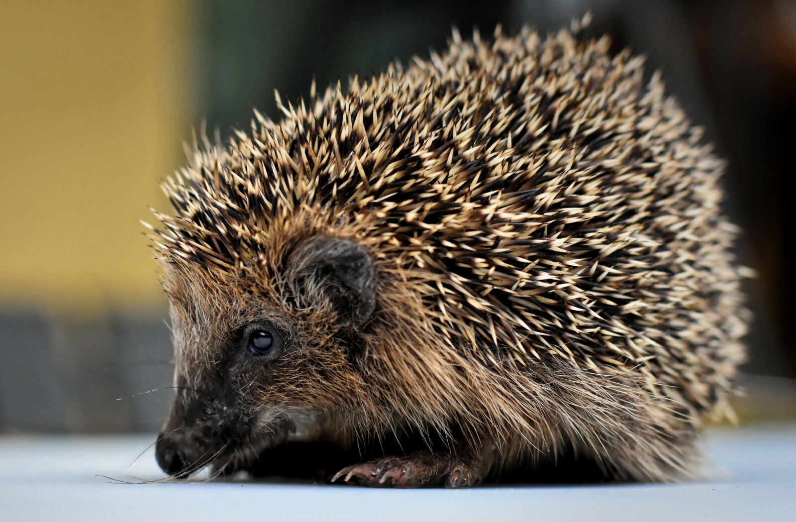 Nikon D7200 sample photo. Hedgehog child, small, 240g photography