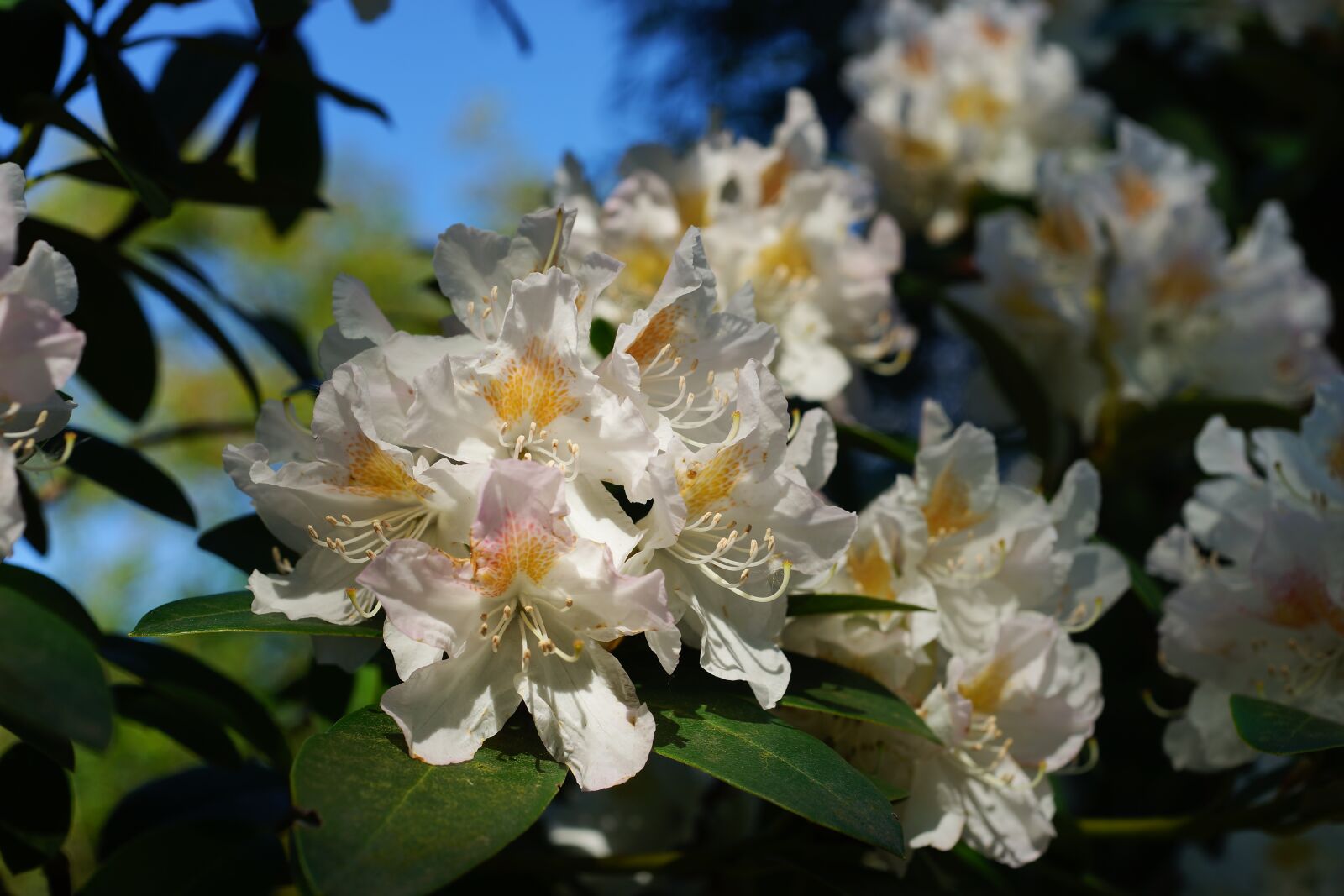 Sony a99 II sample photo. Rhododendron, flowers, white photography