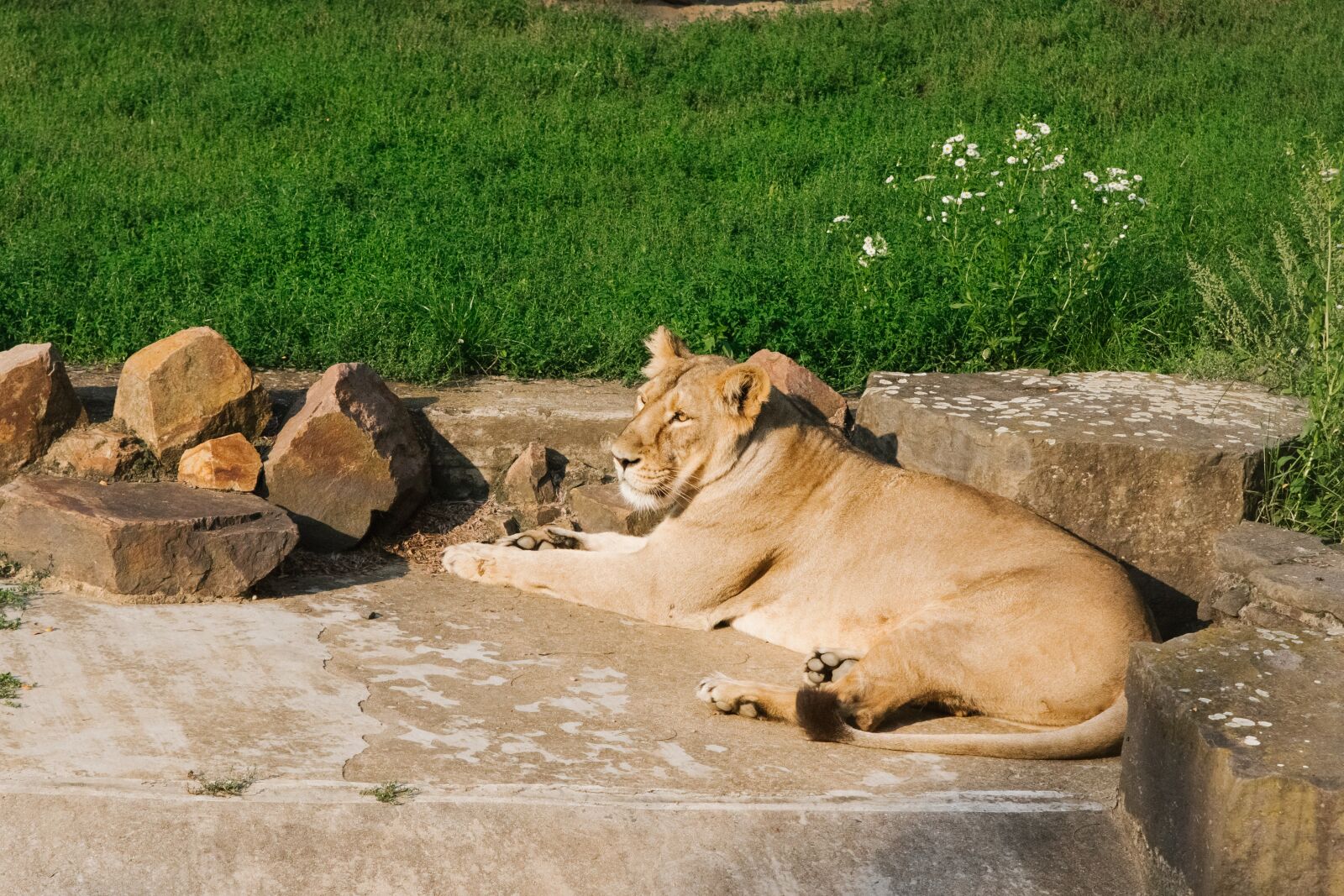 Canon EOS 60D sample photo. Lioness, zoo, prague photography