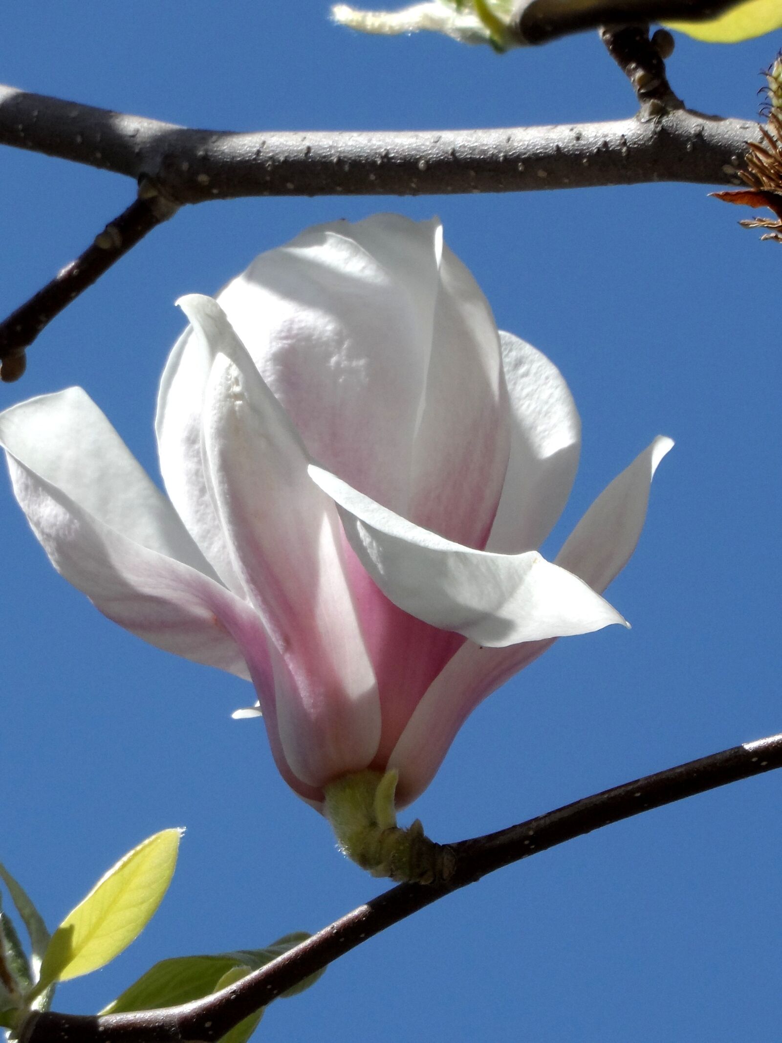 Samsung WB150 / WB150F / WB152 / WB152F / WB151 sample photo. Magnolia, blossom, bloom photography