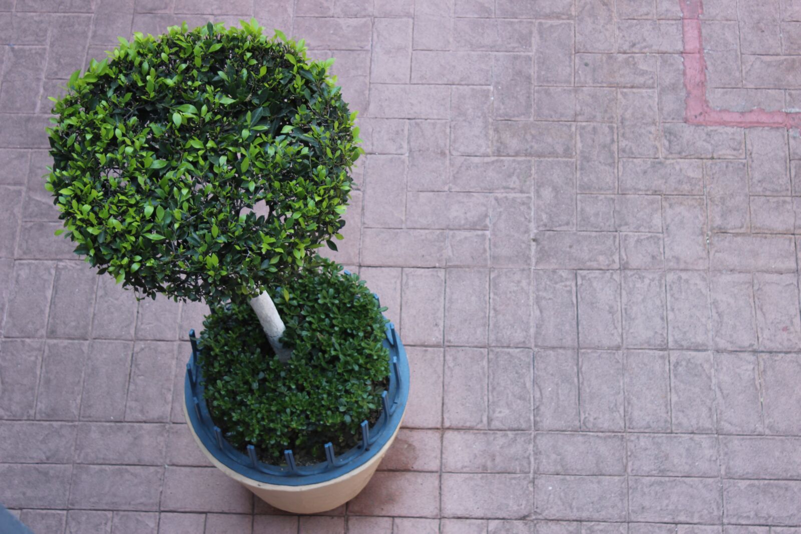 Canon EOS 600D (Rebel EOS T3i / EOS Kiss X5) sample photo. Tree, dive, flowerpot photography