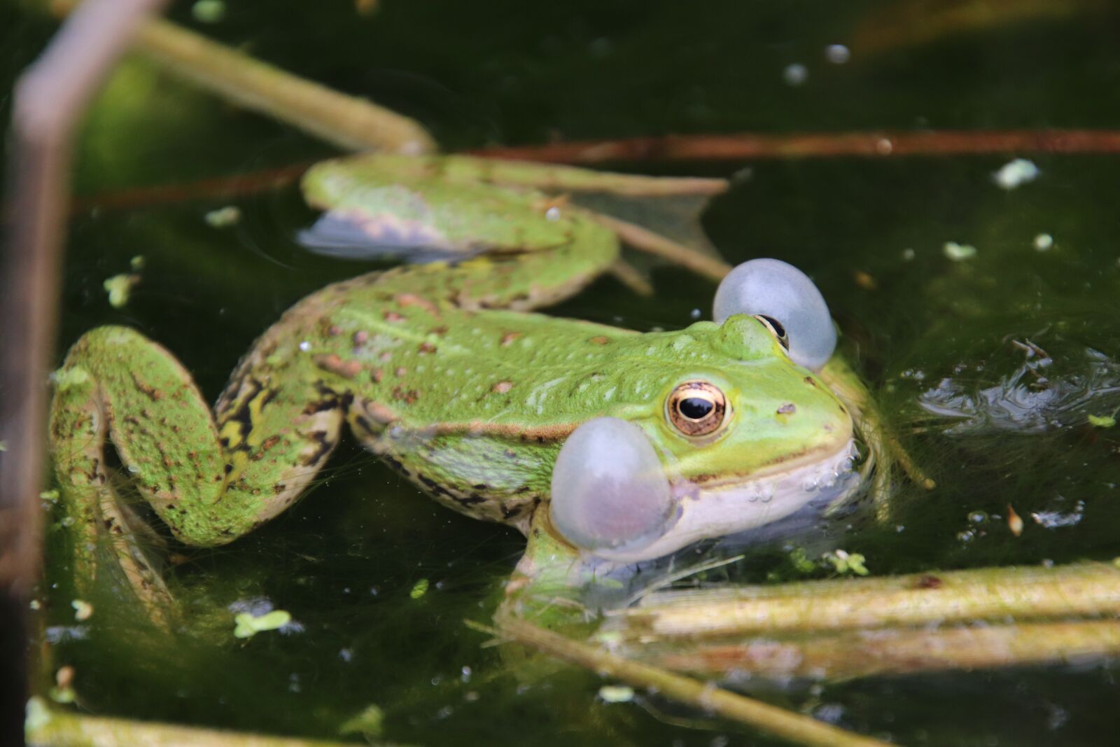 Canon EOS 800D (EOS Rebel T7i / EOS Kiss X9i) sample photo. Frog, gerardo, tree frog photography