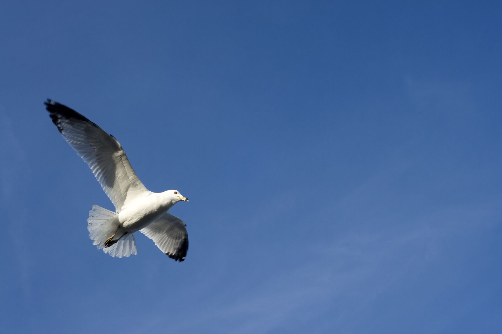 Nikon D90 sample photo. Seagull, flying, nature photography