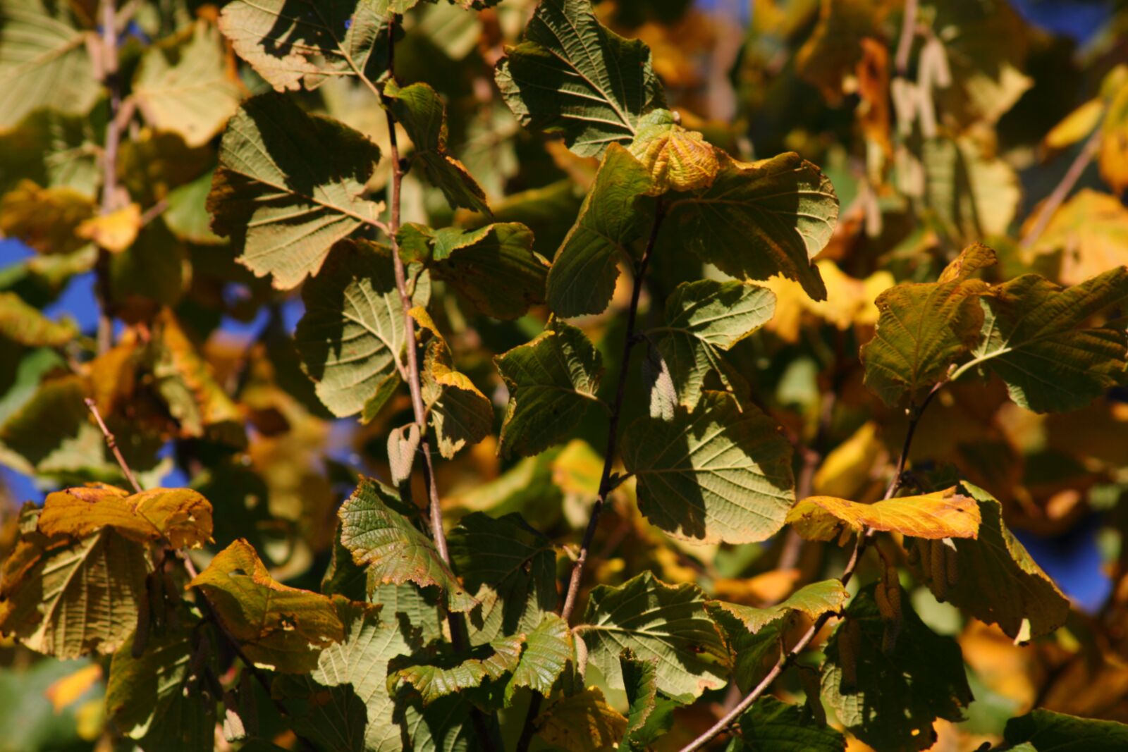 Canon EOS 7D sample photo. Yellow, leaves, autumn photography