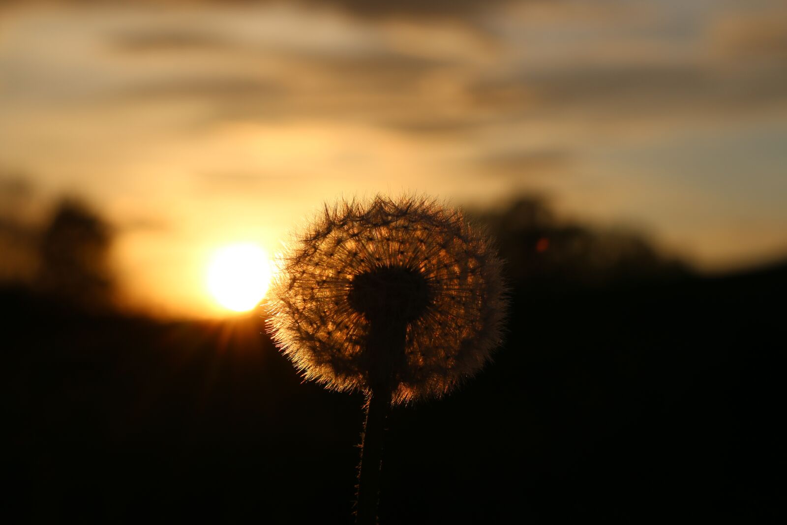 Canon EOS 70D + Canon EF 50mm F1.8 STM sample photo. Dandelion, flower, spring photography