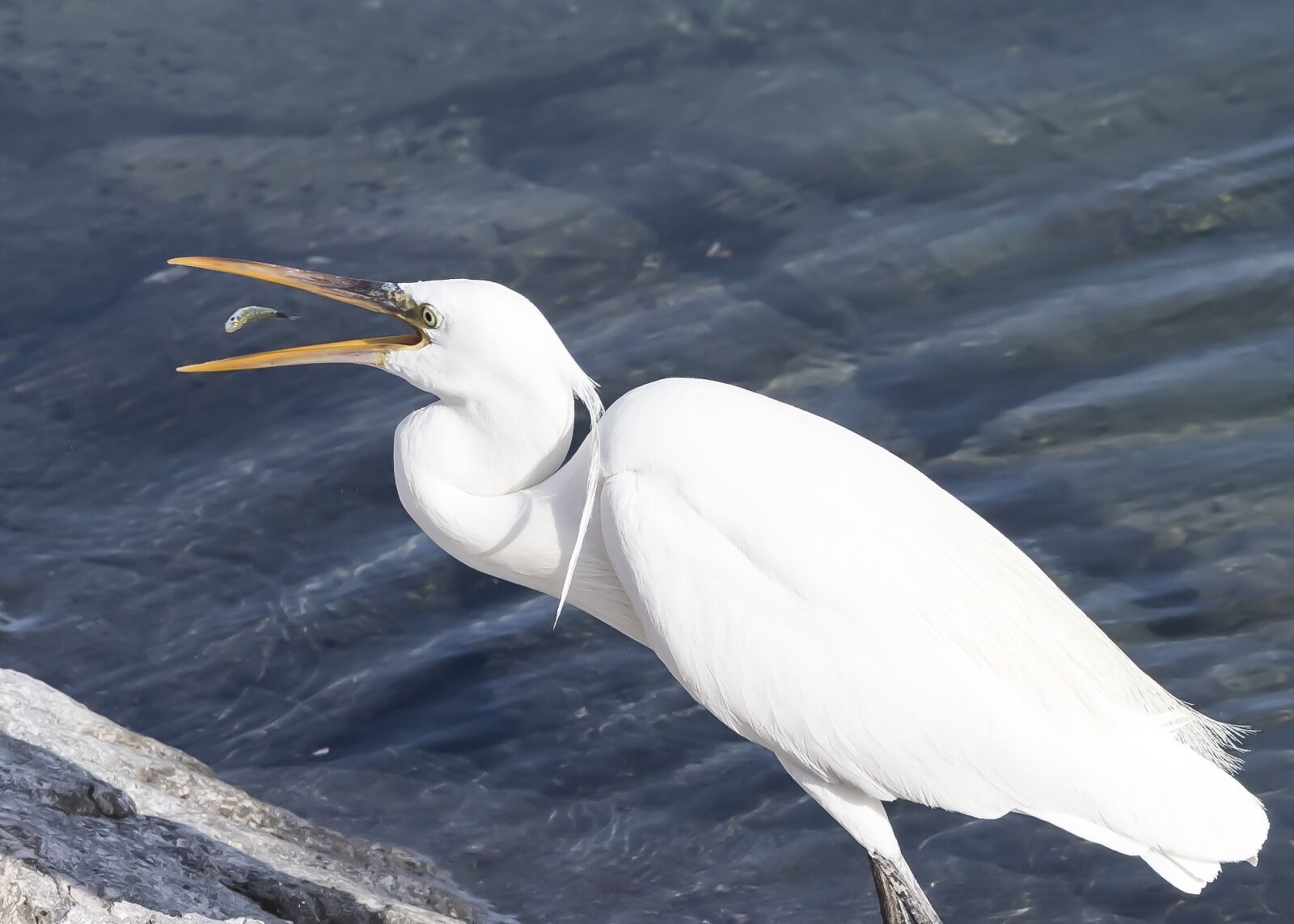 Nikon D5 sample photo. Bird, prey, fish photography