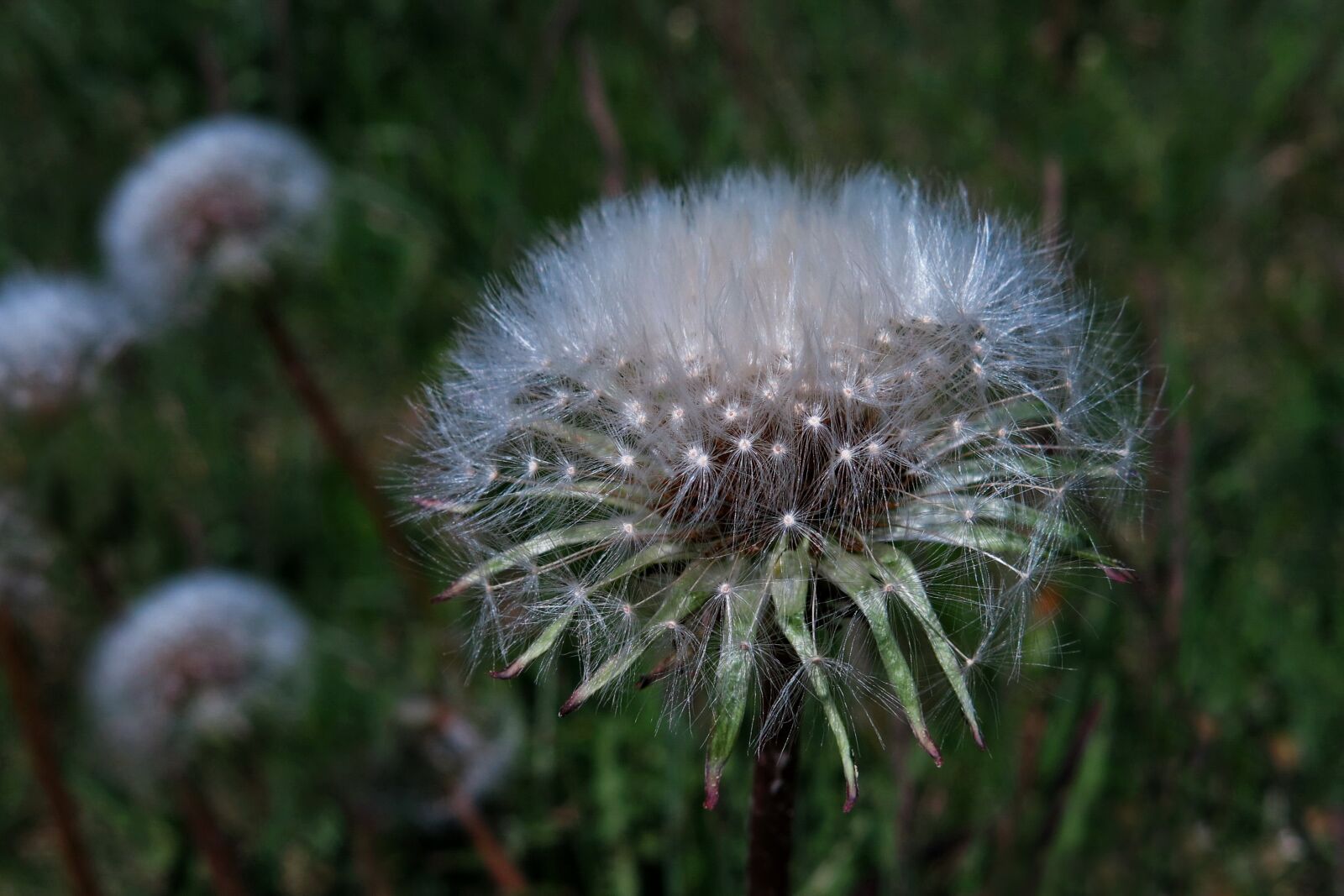 Canon PowerShot G15 sample photo. Nature, plant, dandelion photography