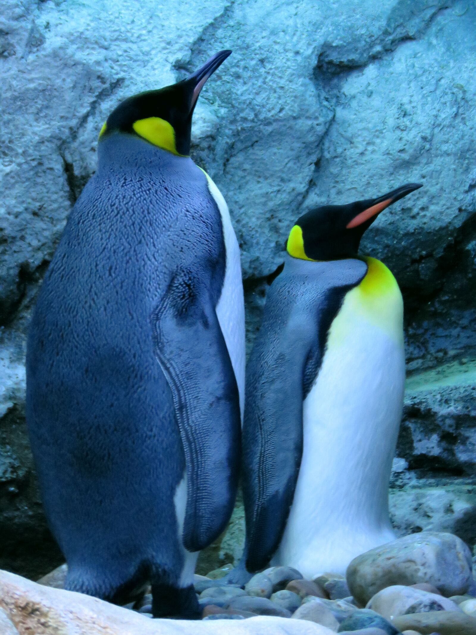 Canon PowerShot SX60 HS sample photo. King penguin, penguins, calgary photography