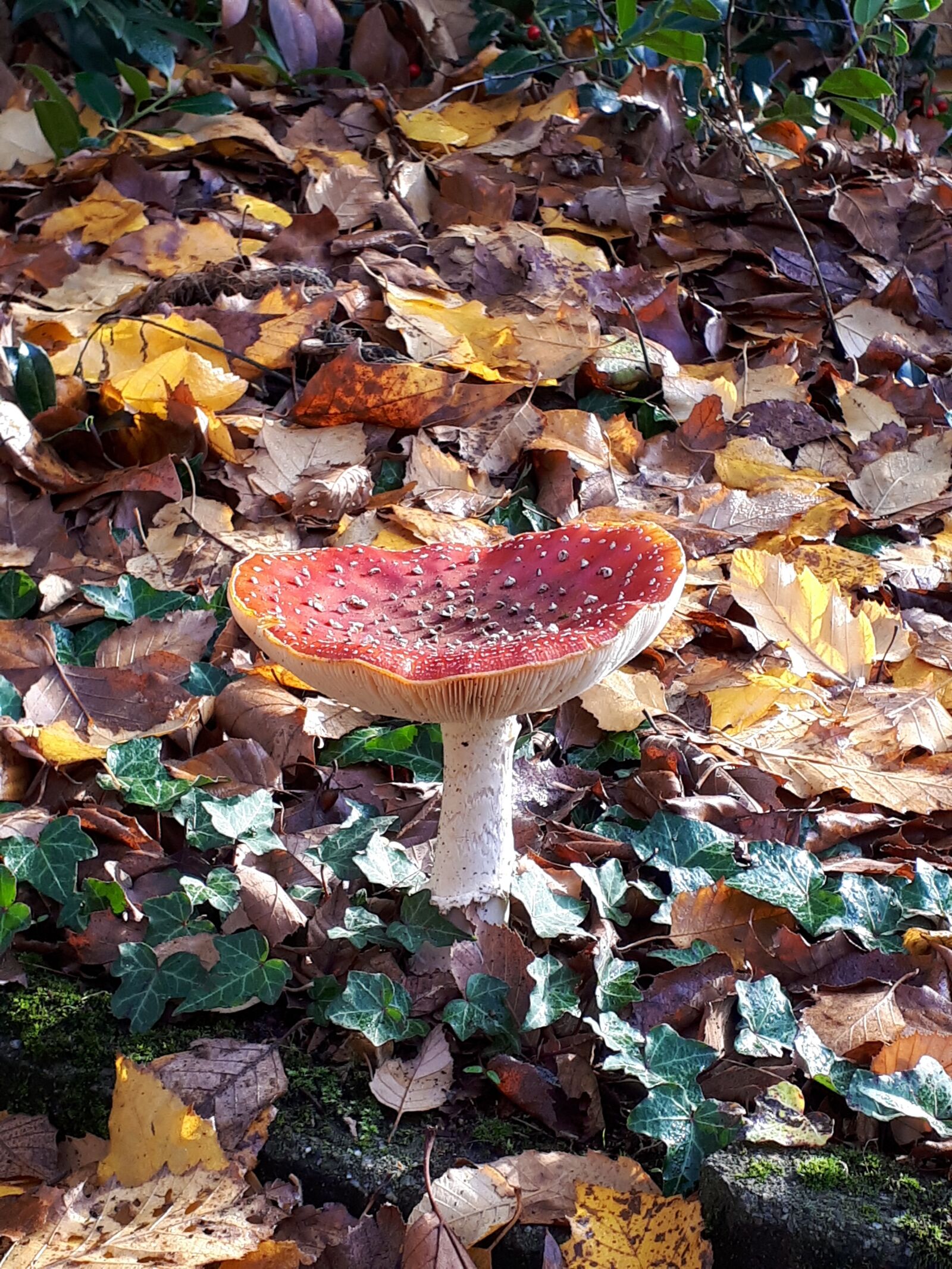 Samsung Galaxy A5(2017) sample photo. Mushroom, forest, nature photography