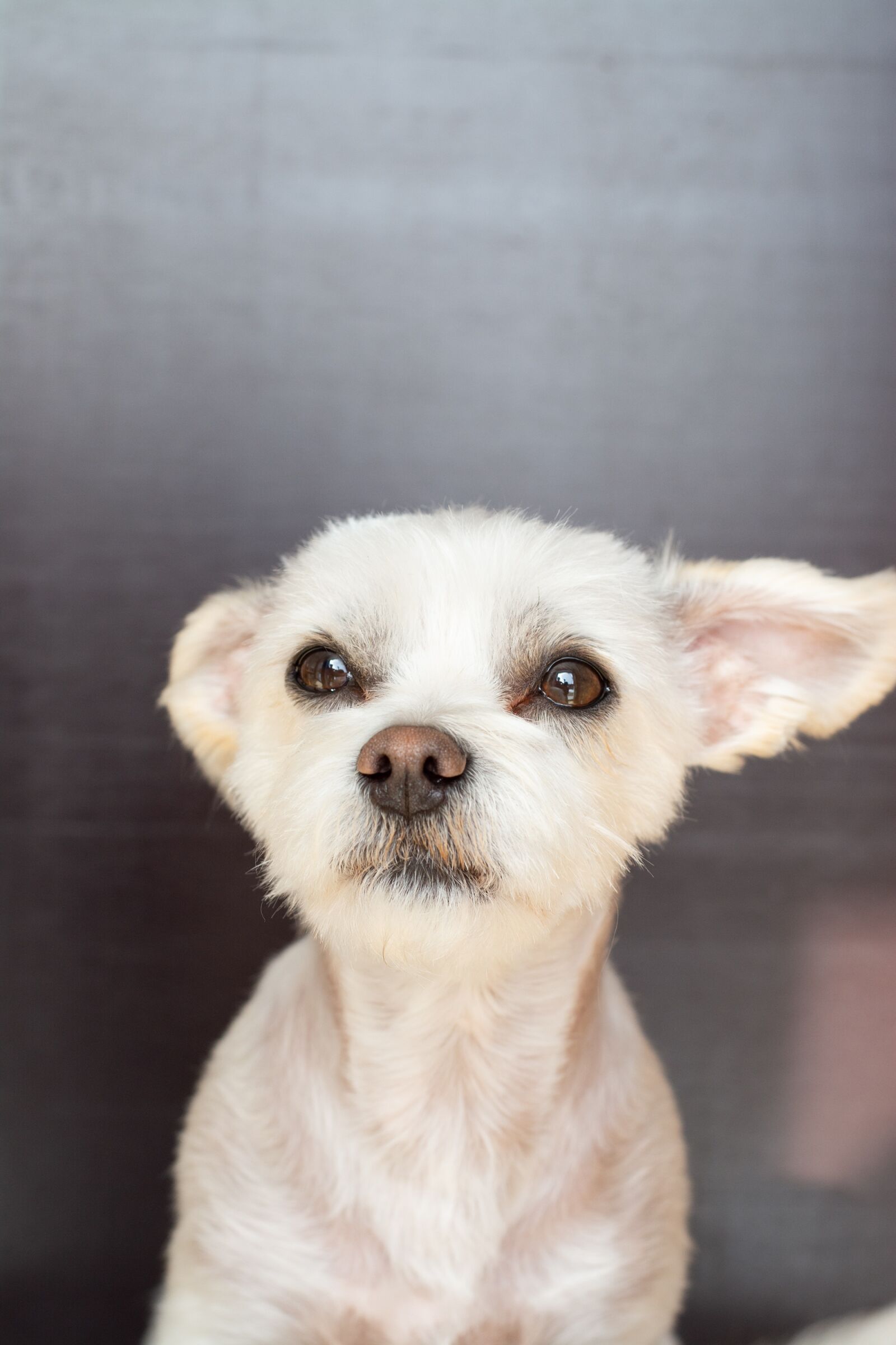 Nikon D7100 sample photo. Dog, white, small photography