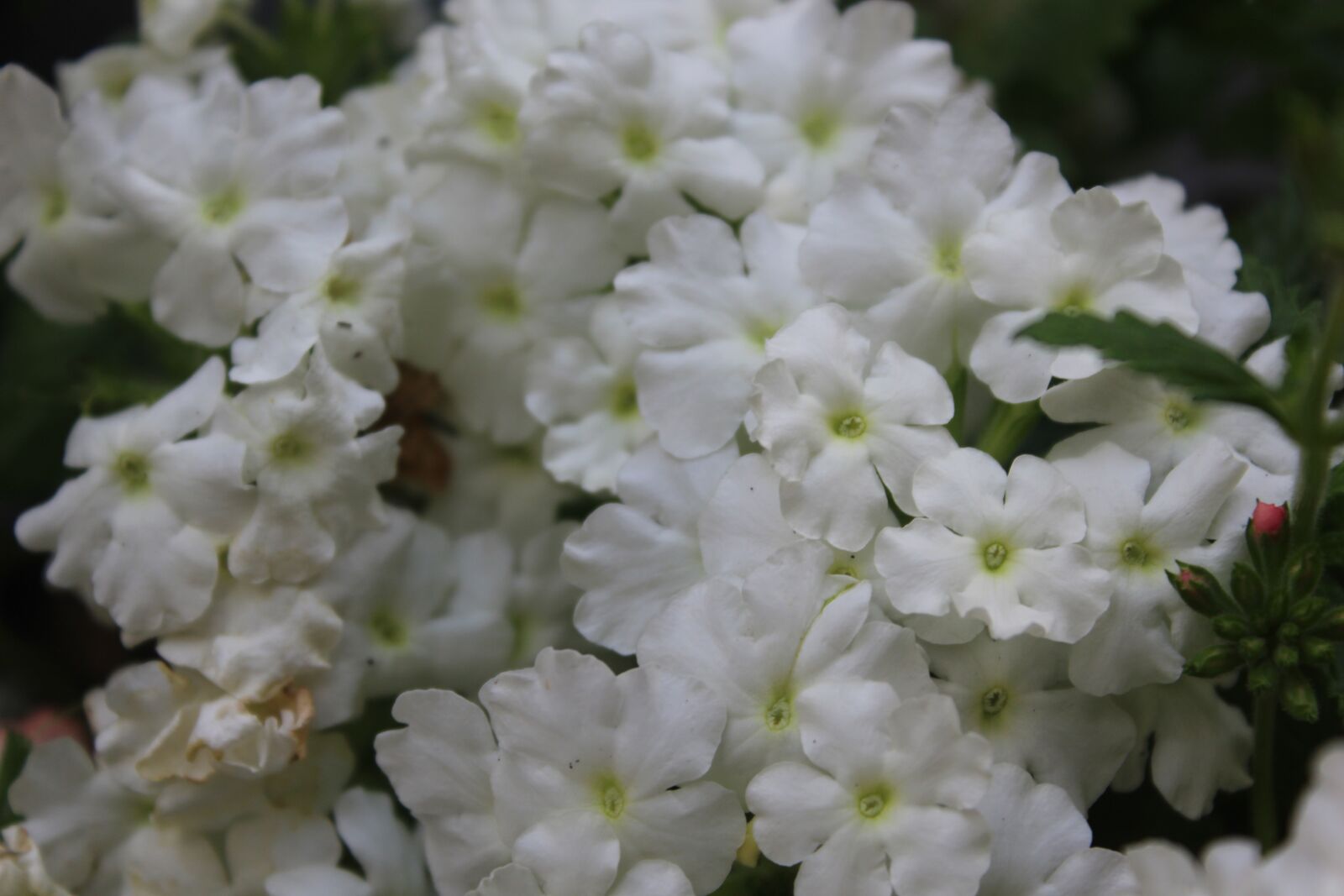 Canon EOS 1300D (EOS Rebel T6 / EOS Kiss X80) sample photo. Flower, white flower, close photography
