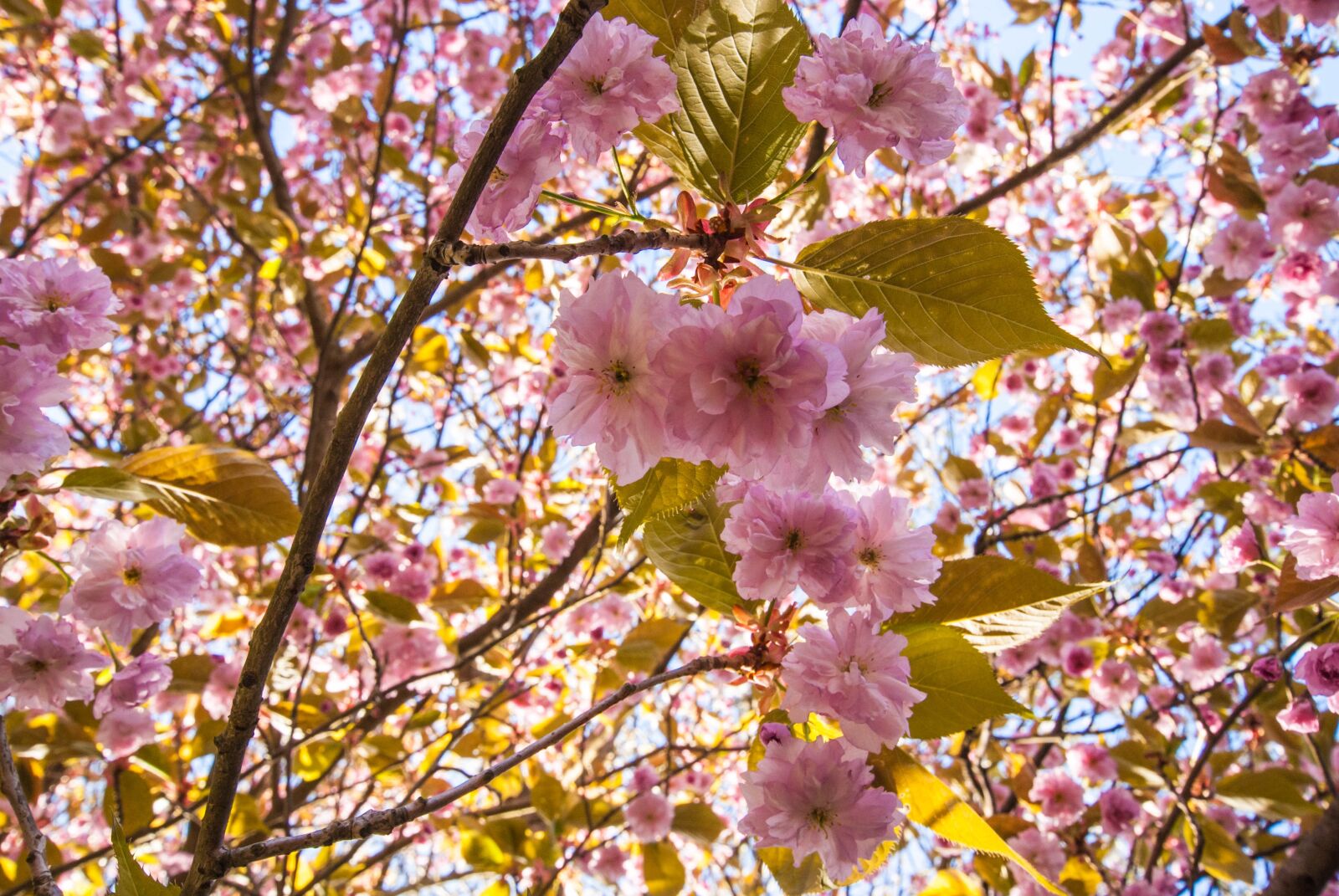 Sony Alpha DSLR-A300 + 10-20mm F3.5 sample photo. Spring, flowers, sun photography