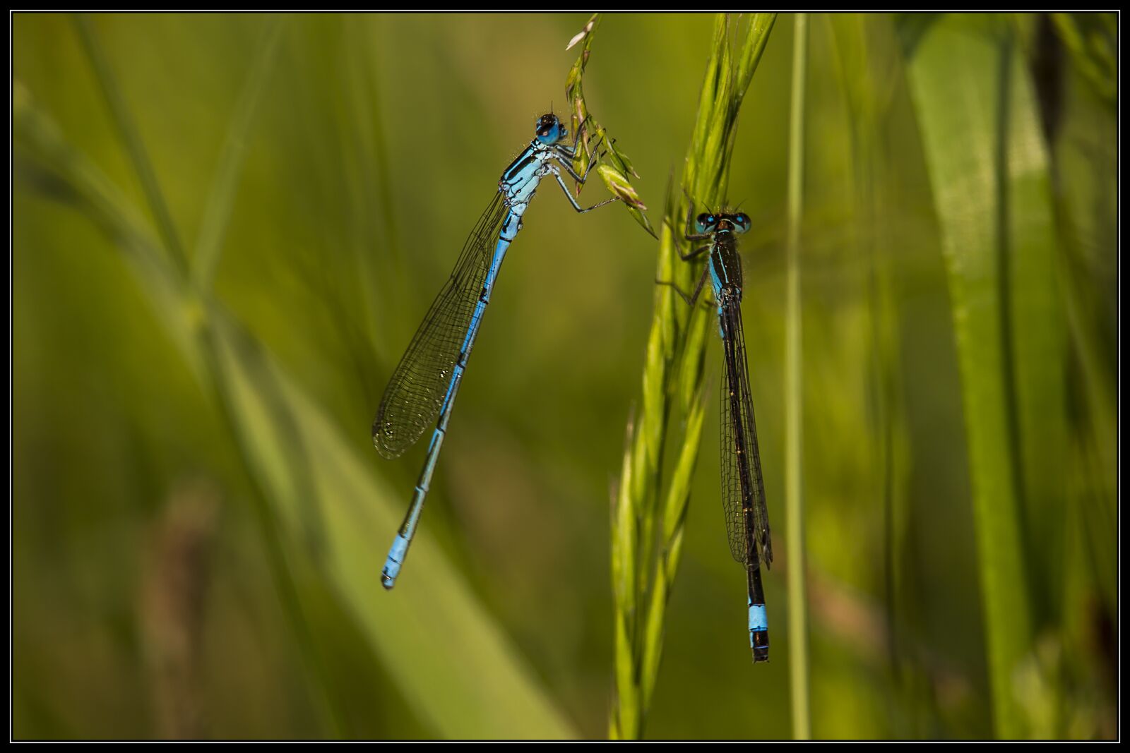 Canon EOS 7D + Canon EF-S 55-250mm F4-5.6 IS STM sample photo. Ważka, dragonflies, insect photography