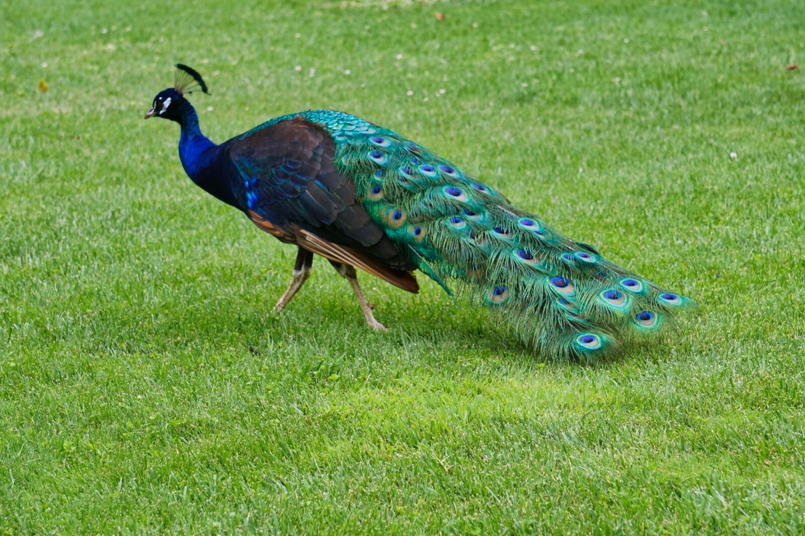 Sony E 55-210mm F4.5-6.3 OSS sample photo. Peacock, animal, portrait photography