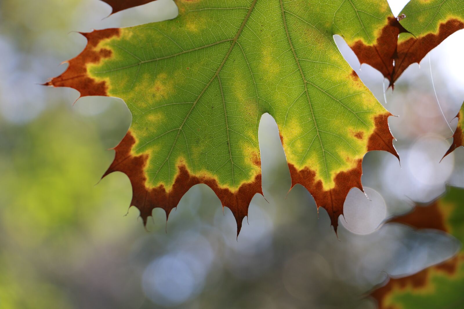 Canon EOS 70D sample photo. Winter, leaf, green photography