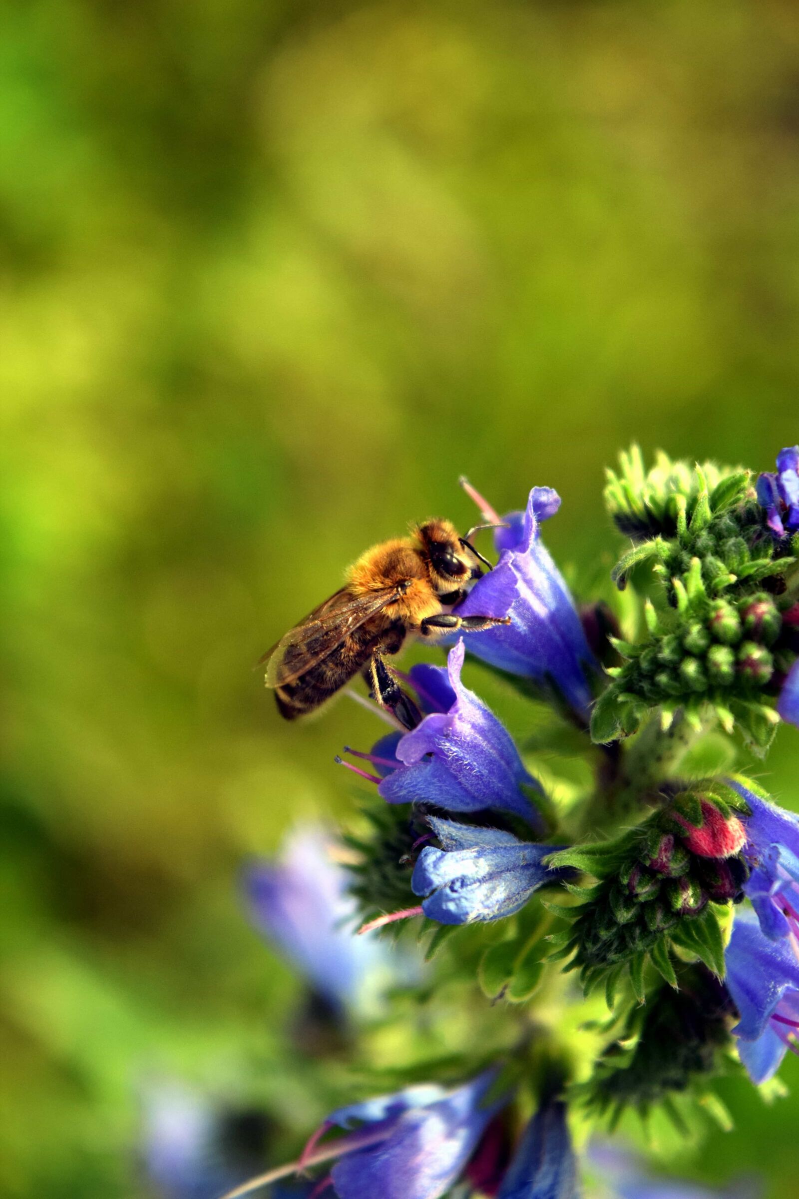 Nikon D3300 sample photo. Bee, flower, summer, nature photography
