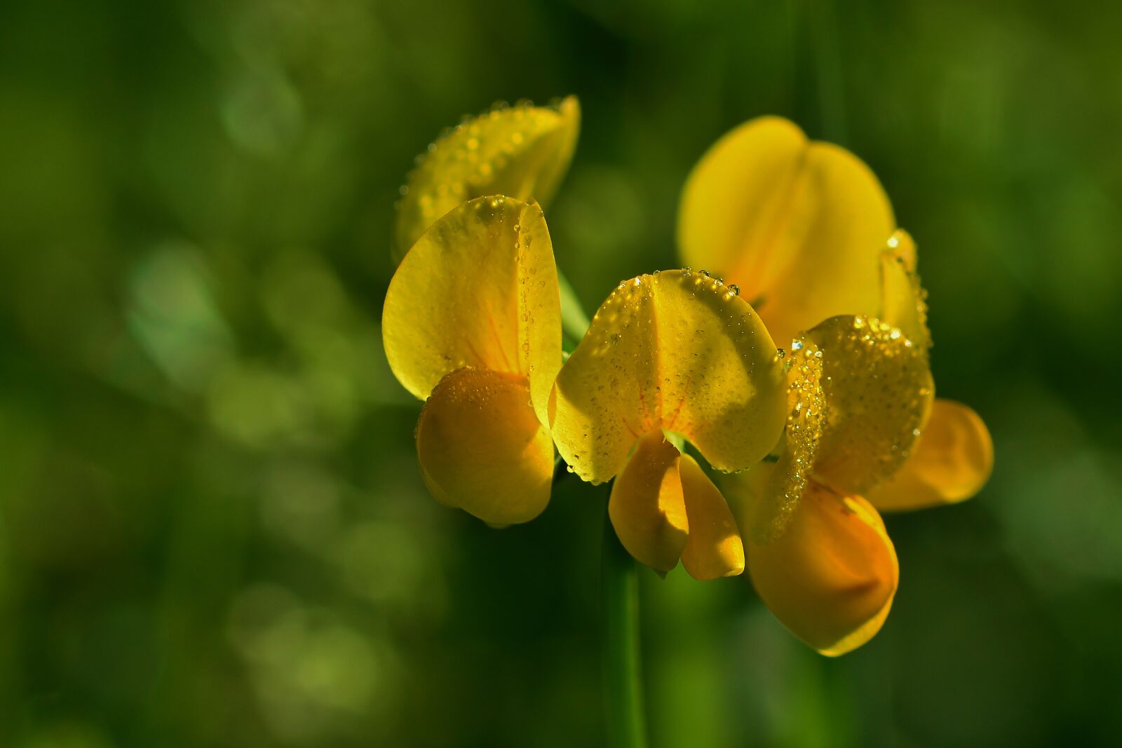 Nikon D5200 sample photo. Fenugreek, blossom, bloom photography