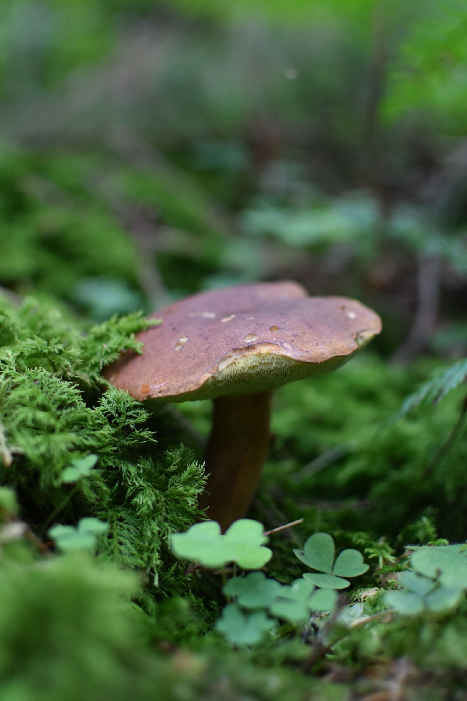 Nikon D3500 sample photo. Mushroom, wild mushrooms, mushrooms photography