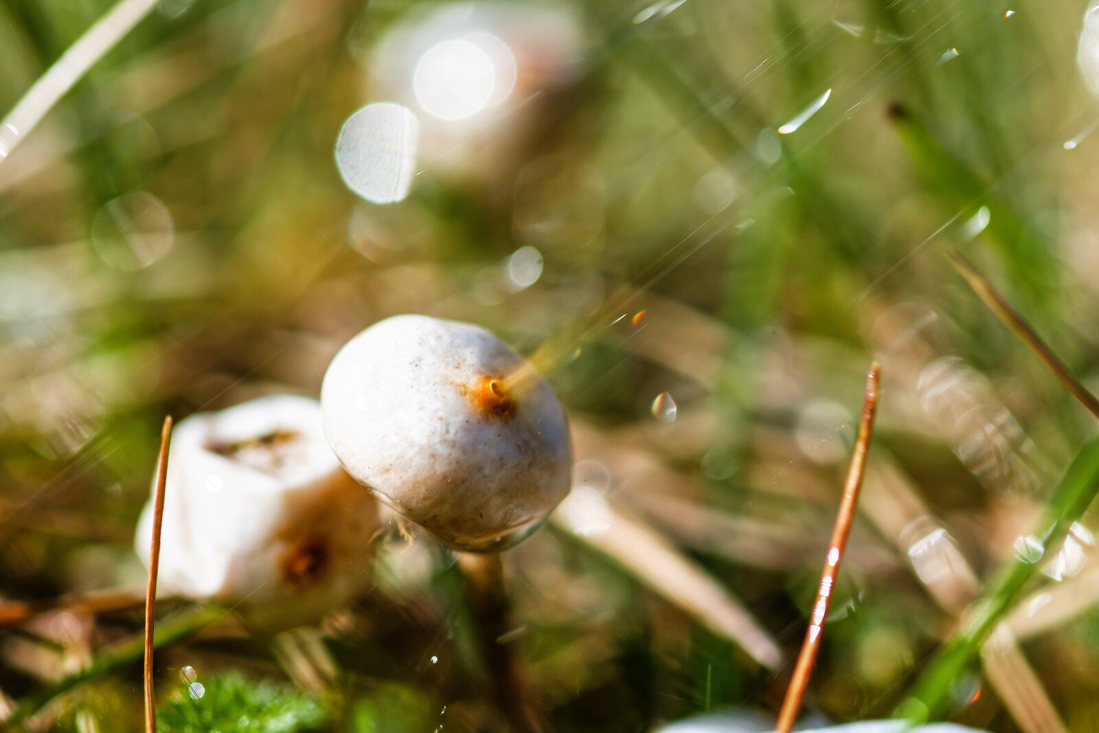 Nikon D7200 sample photo. Mushroom, schwefelkopf, spores photography