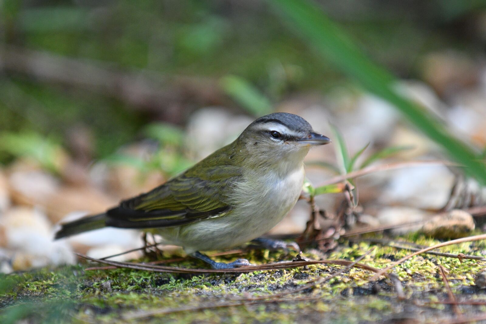 Nikon D7500 sample photo. Palm warbler, finch, yellow photography