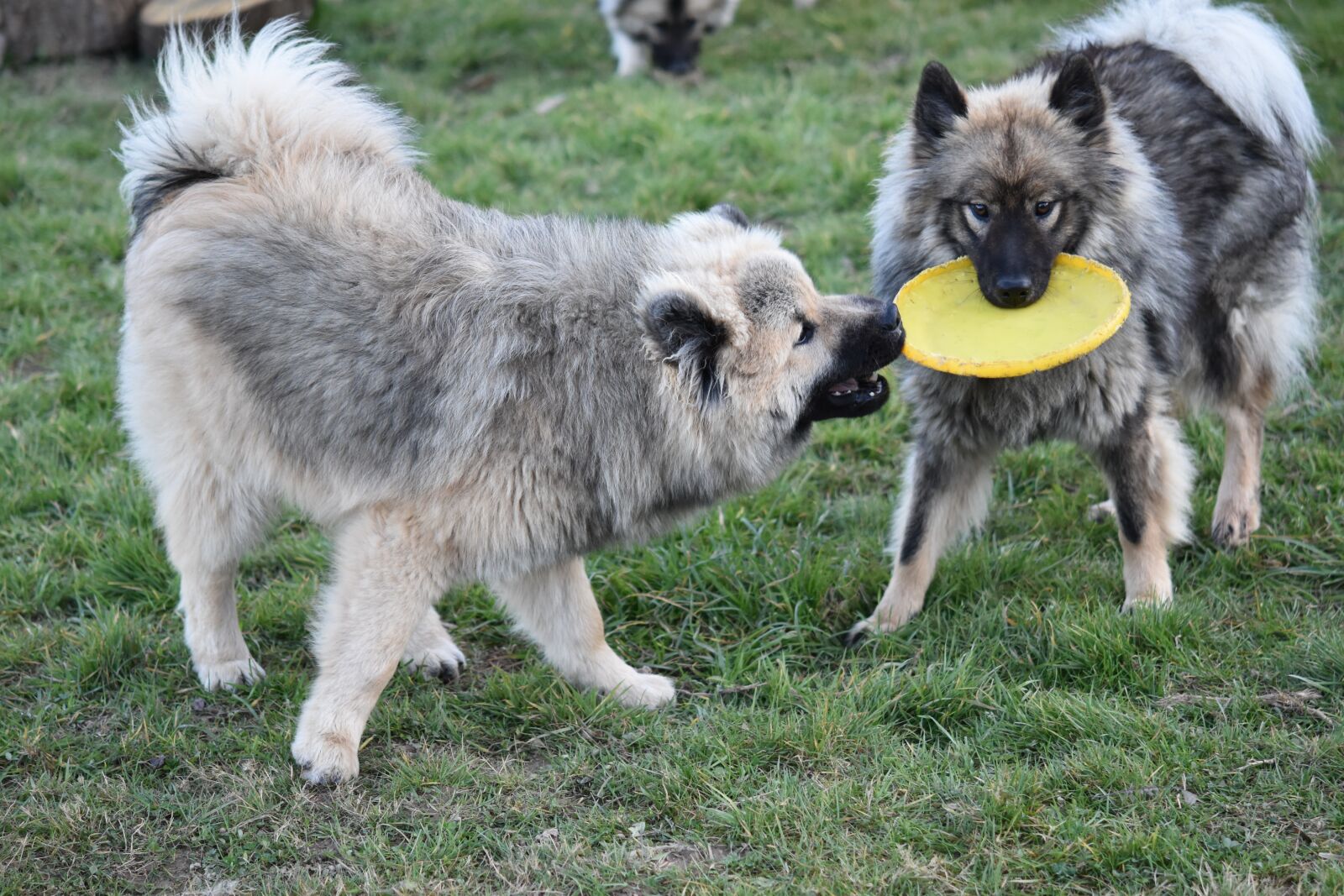 Nikon D5600 sample photo. Dogs, dogs eurasier, dogs photography
