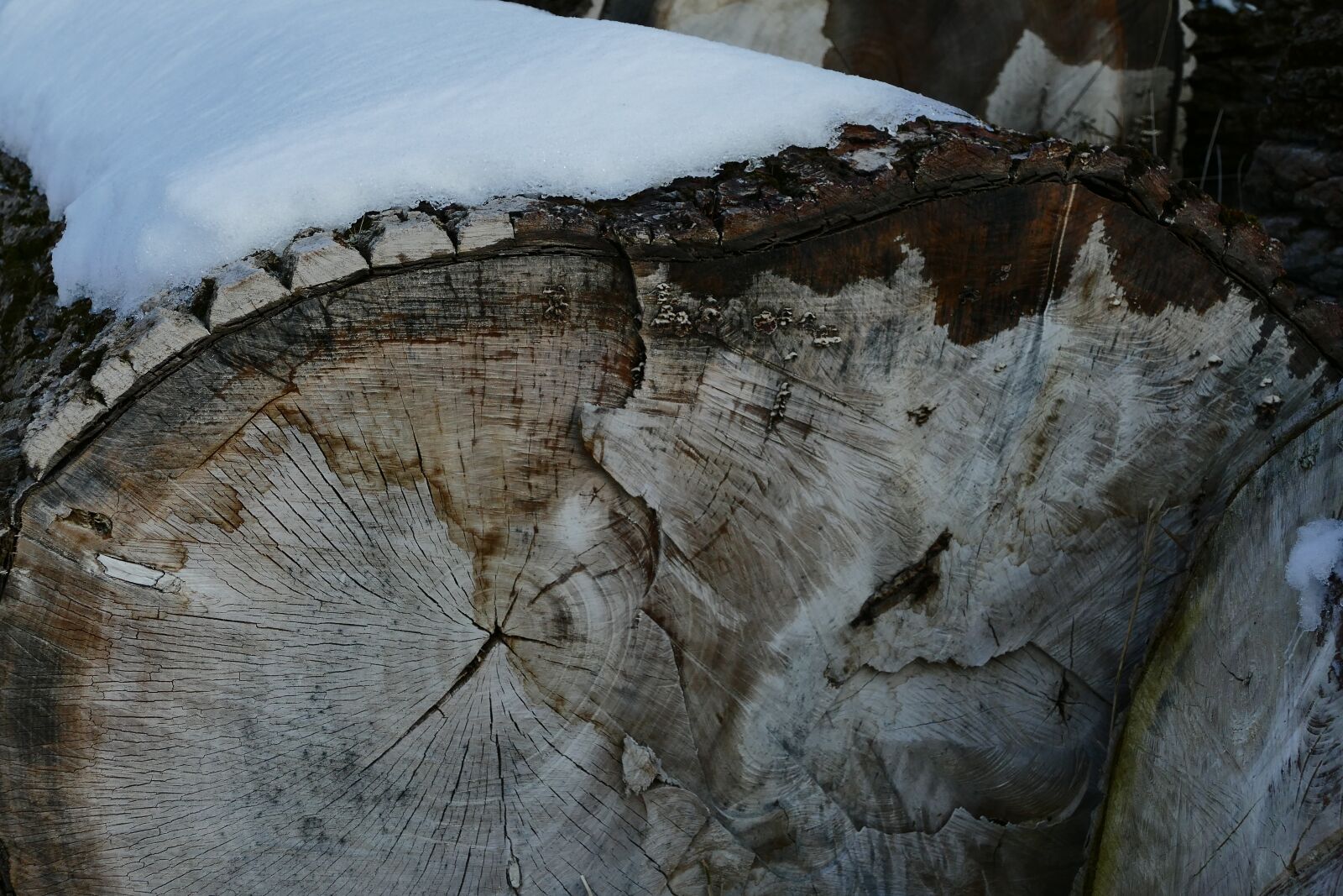 Panasonic Lumix DMC-FZ1000 sample photo. Logs, wood, winter photography