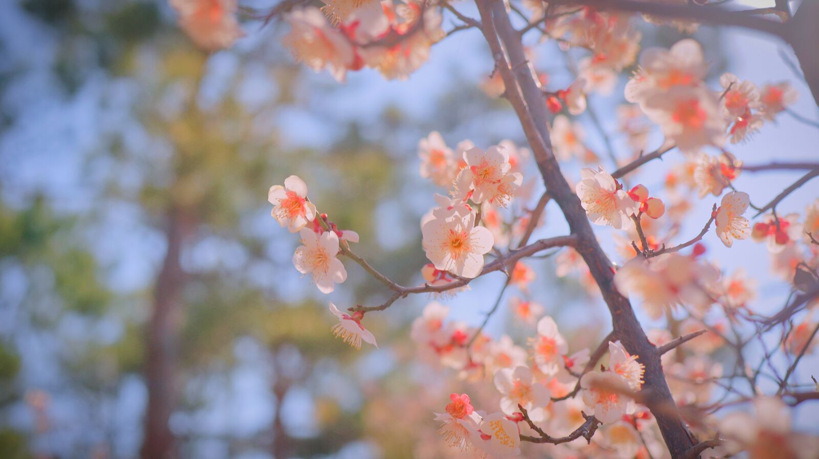 Canon EF-M 32mm F1.4 STM sample photo. Cherry blossom, cherryblossom, sakura photography